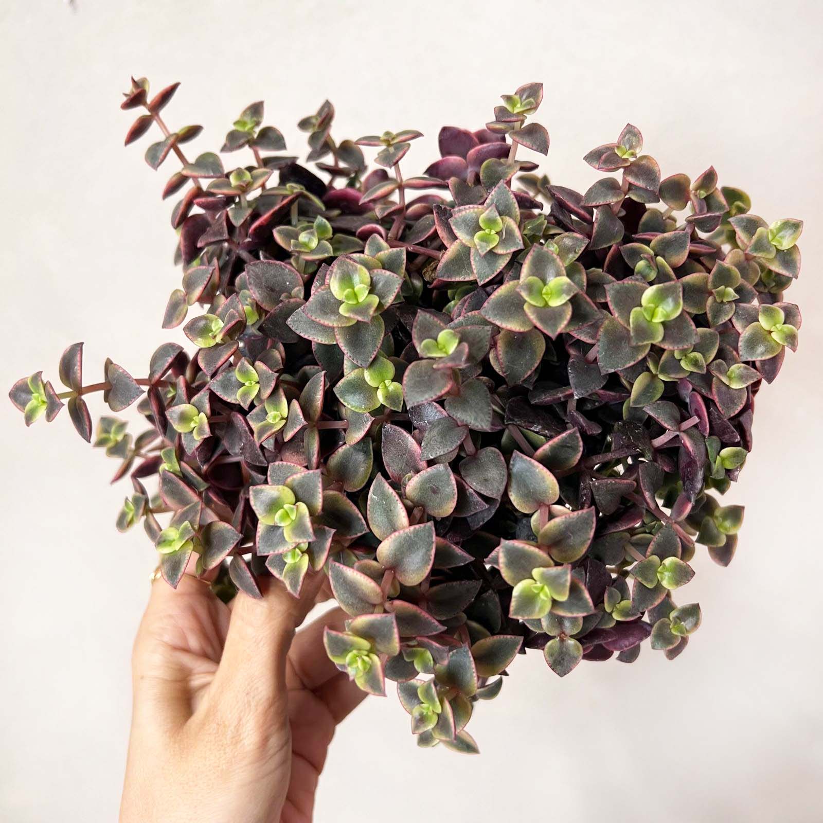 Crassula marginalis