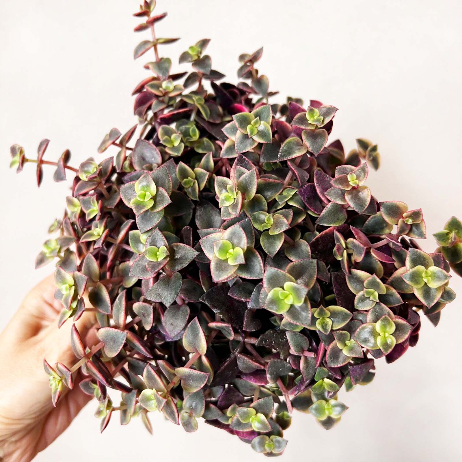 Crassula marginalis