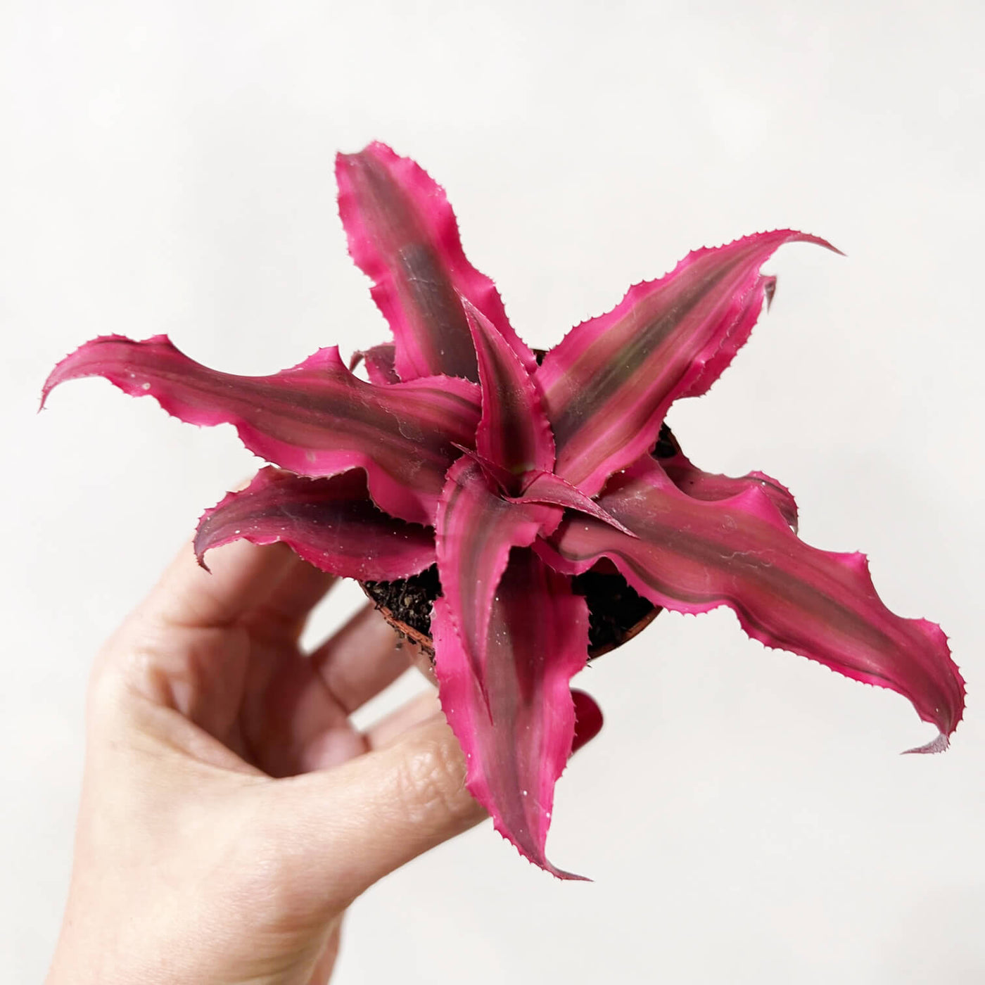 Cryptanthus Bivittatus Rubin Star