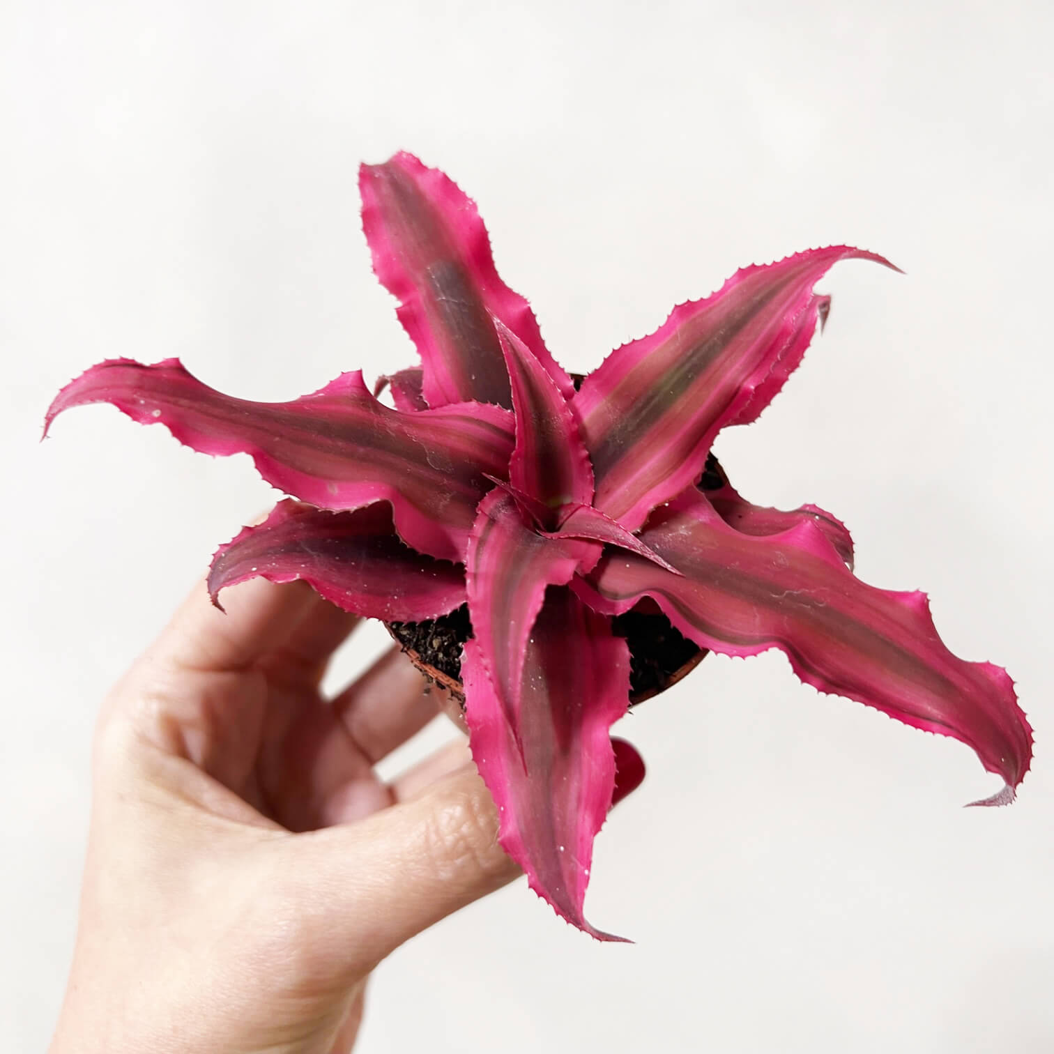 Cryptanthus Bivittatus Rubin Star