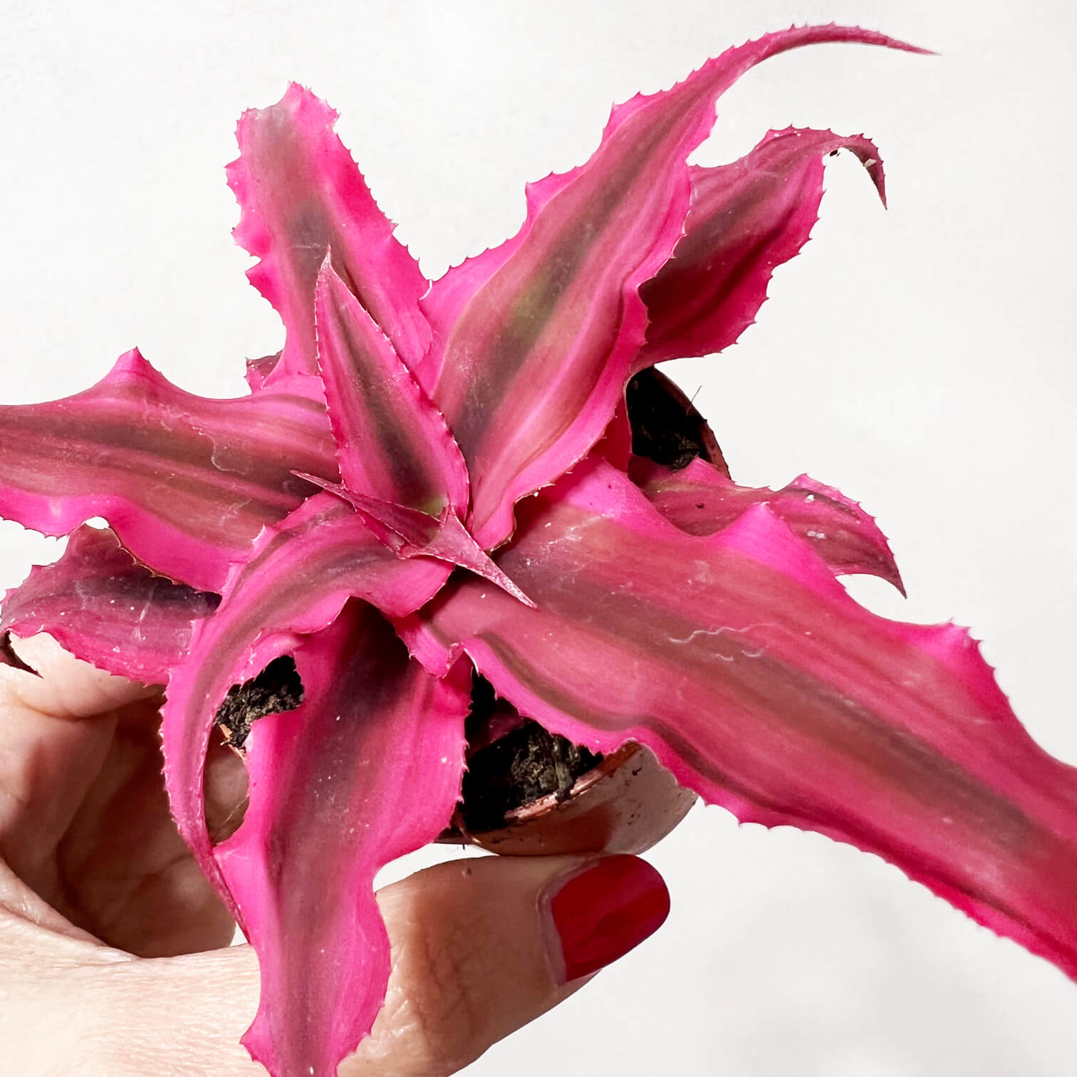 Cryptanthus Bivittatus Rubin Star