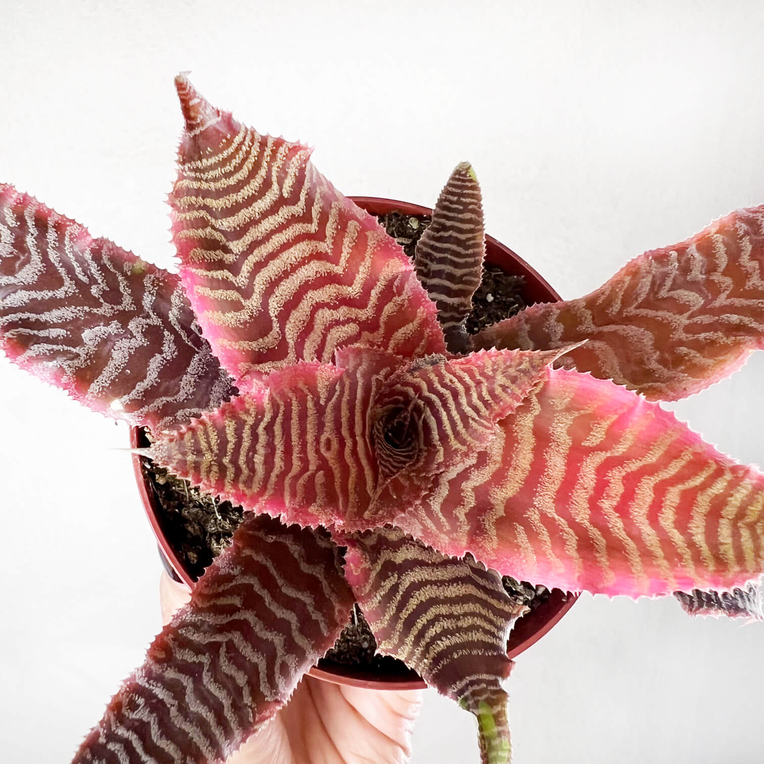 Cryptanthus Bivittatus Elaine