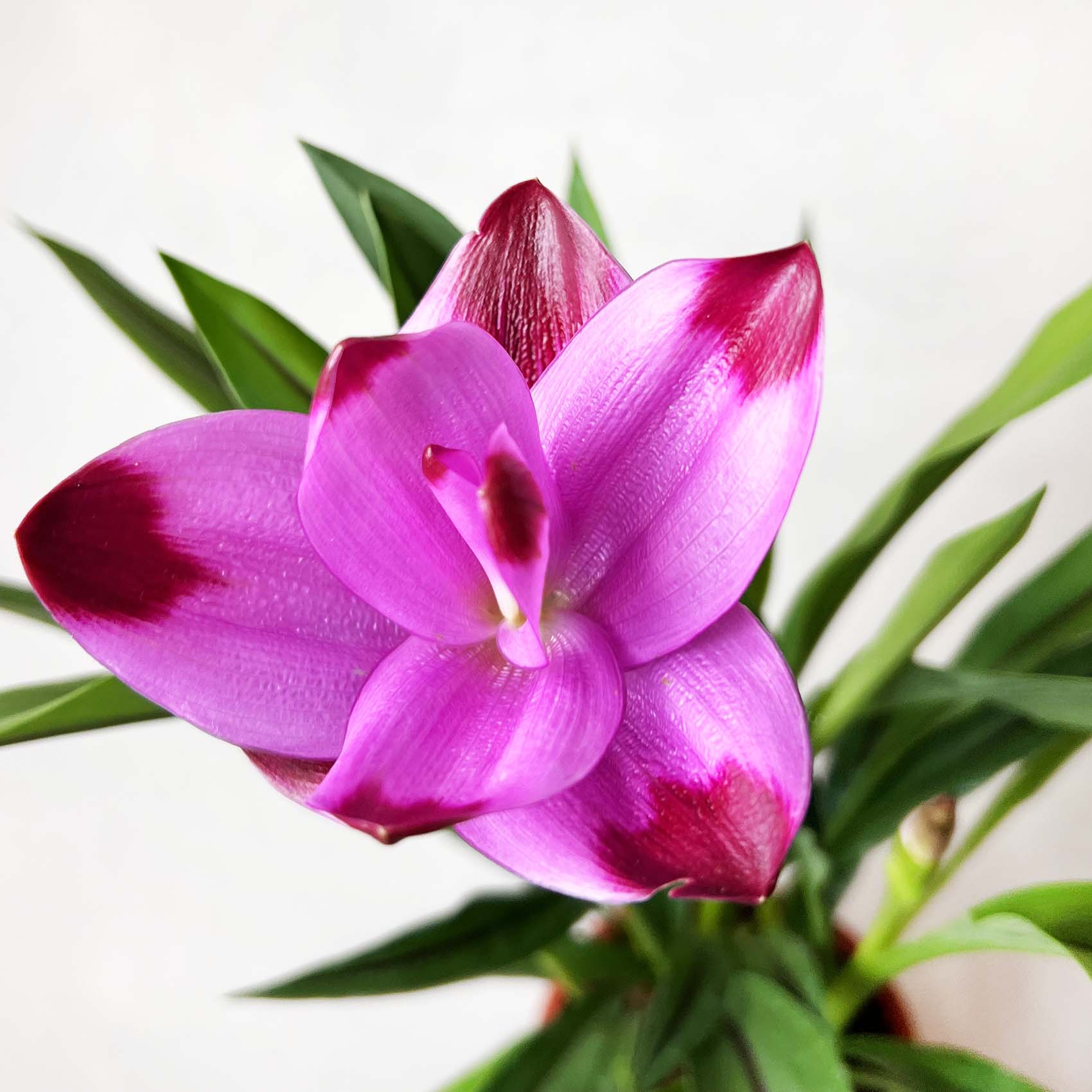 Curcuma alismatifolia “Siam Splash”