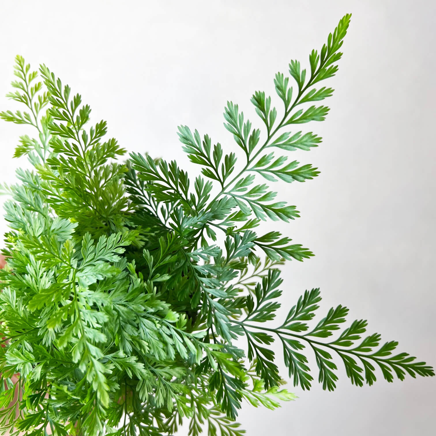 mini Davallia Humata Tyermannii