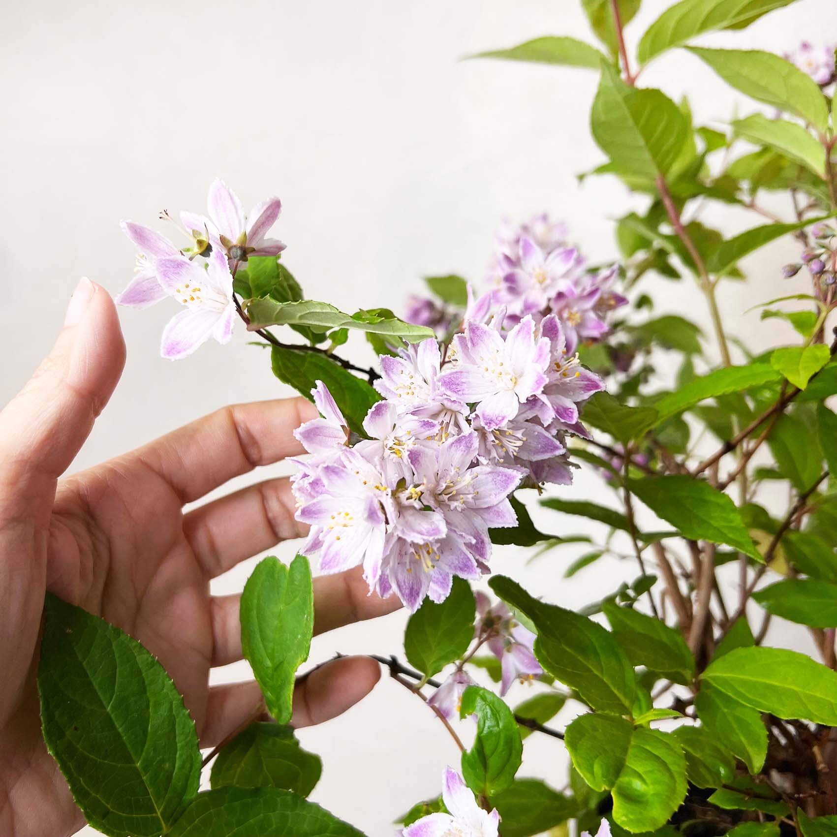 Deutzia Raspberry Sundae