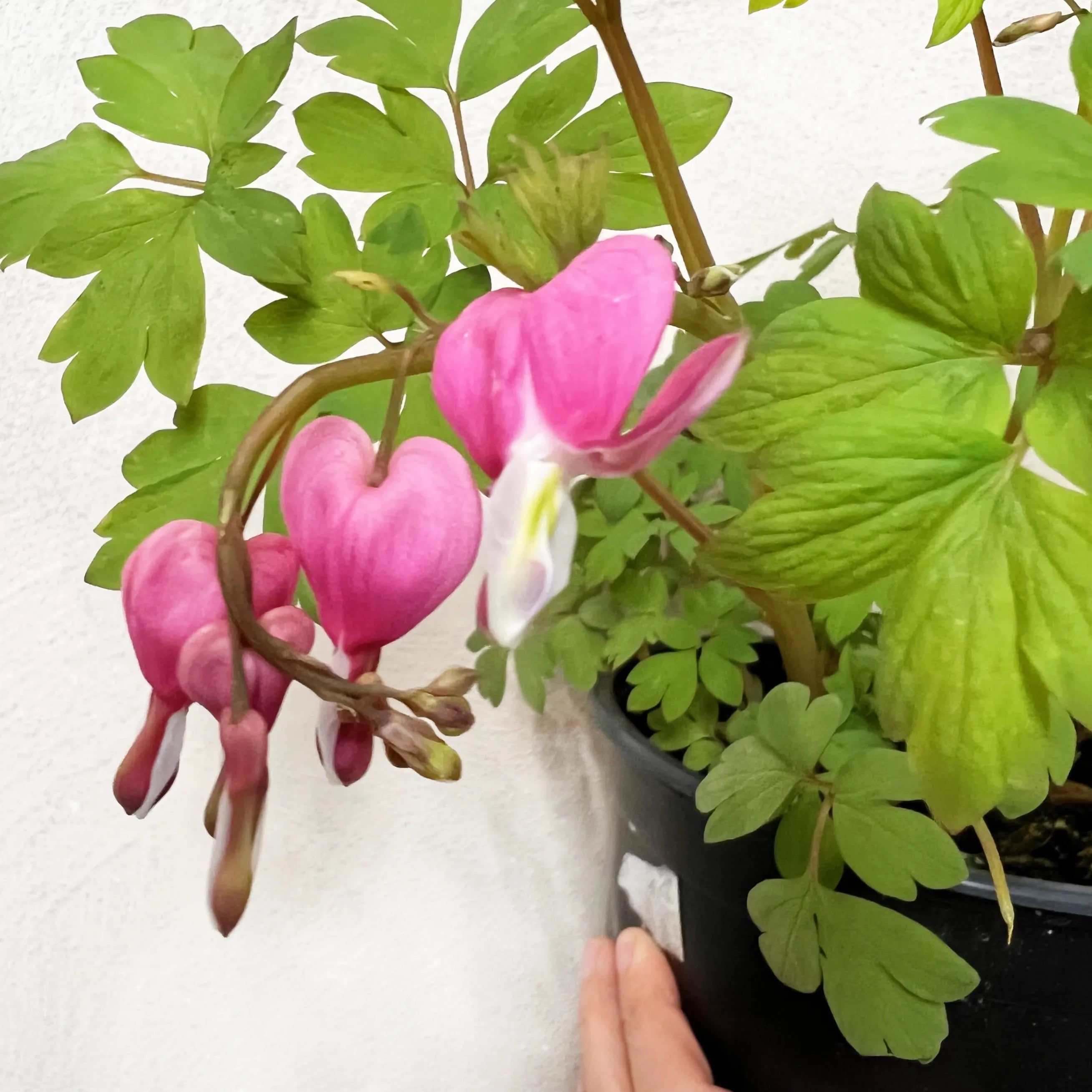 Dicentra spectabilis