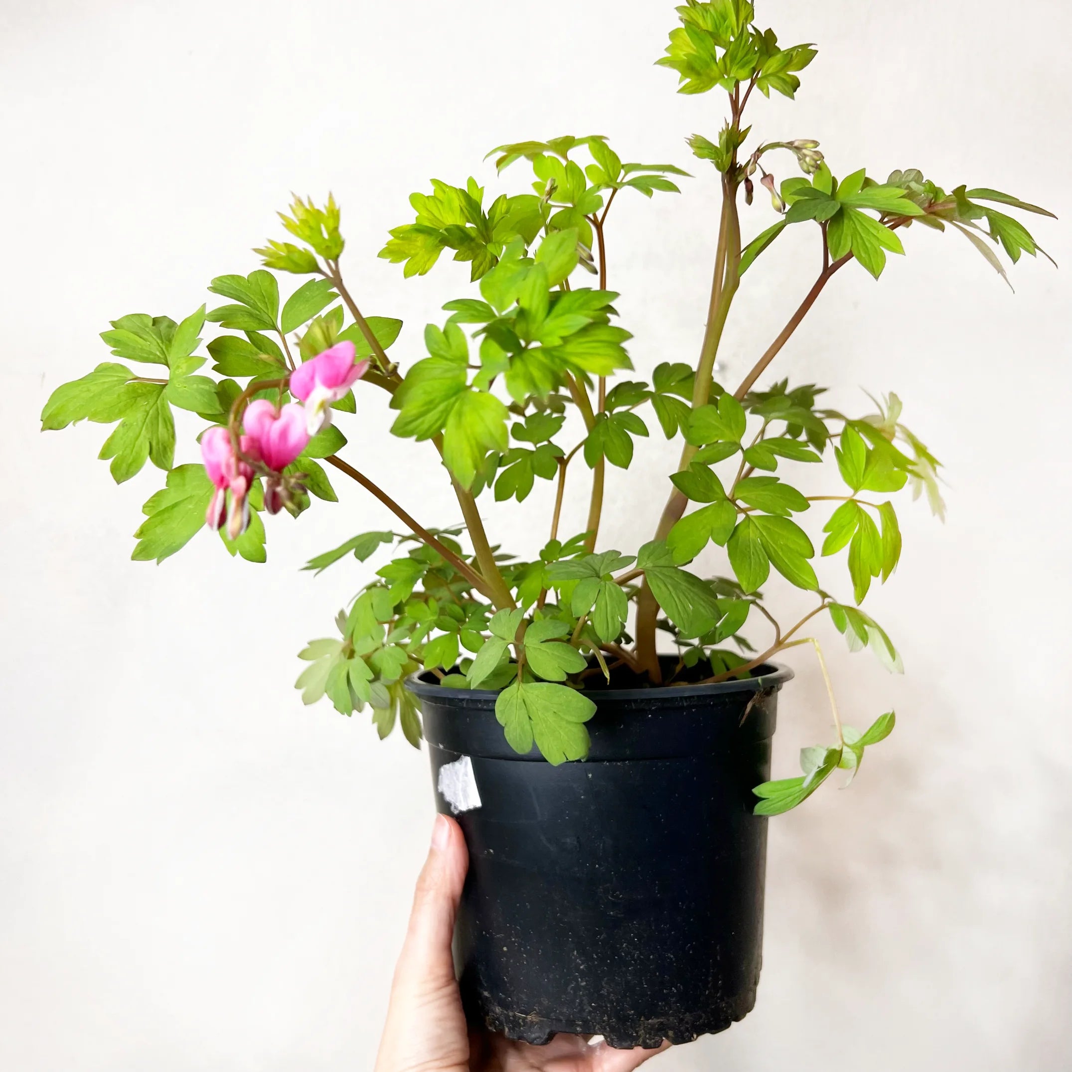 Dicentra spectabilis