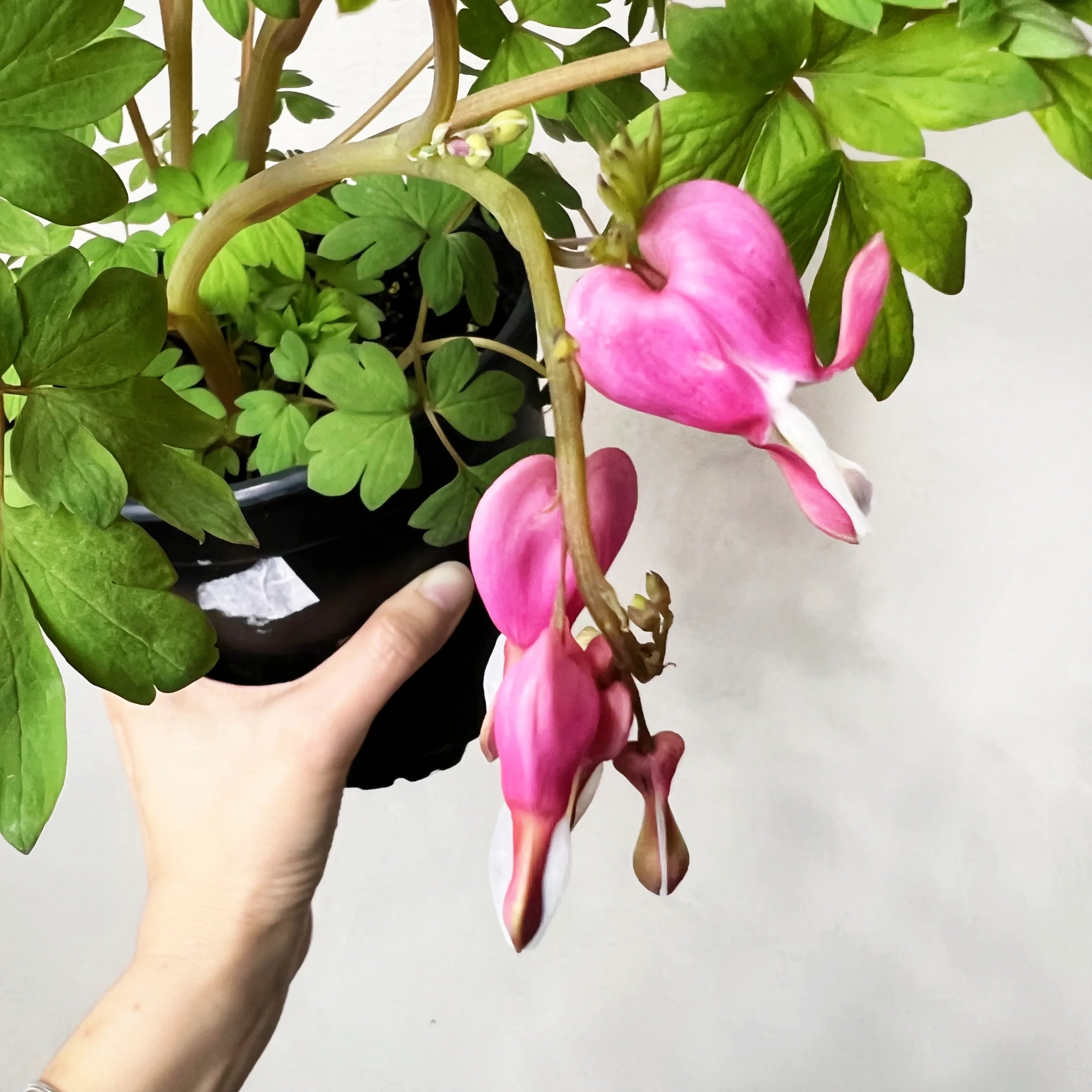 Dicentra spectabilis