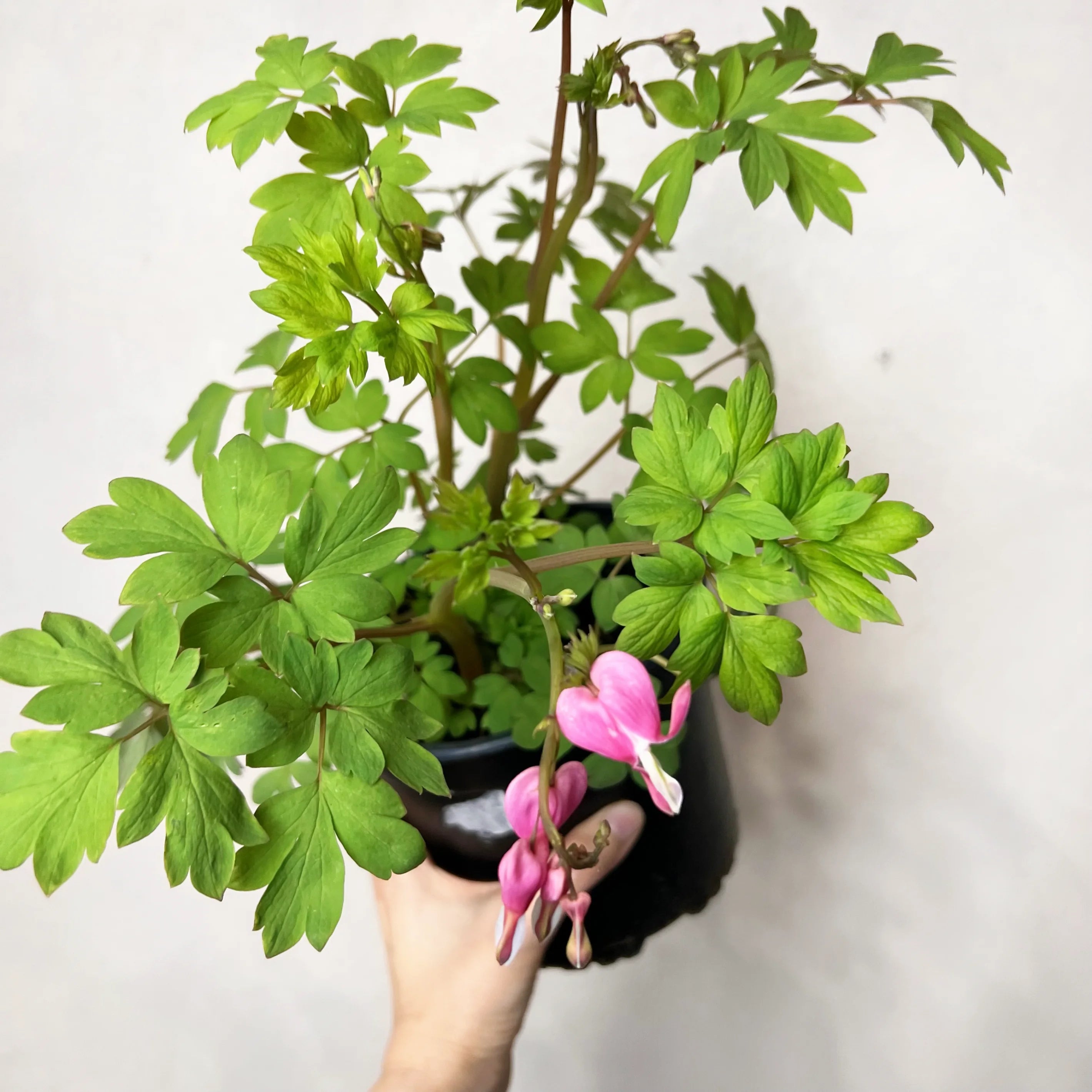 Dicentra spectabilis
