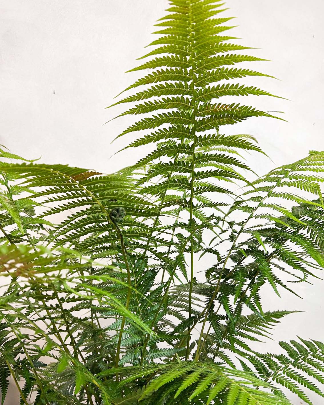 Dicksonia antarctica