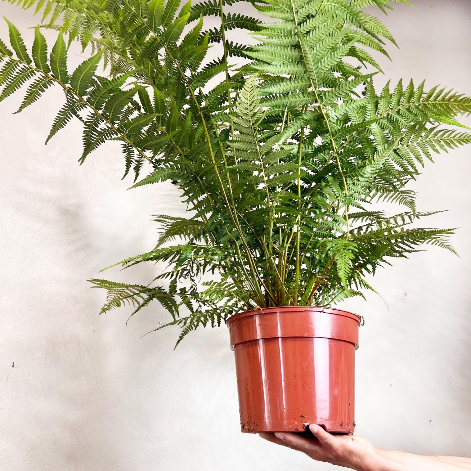 Dicksonia antarctica