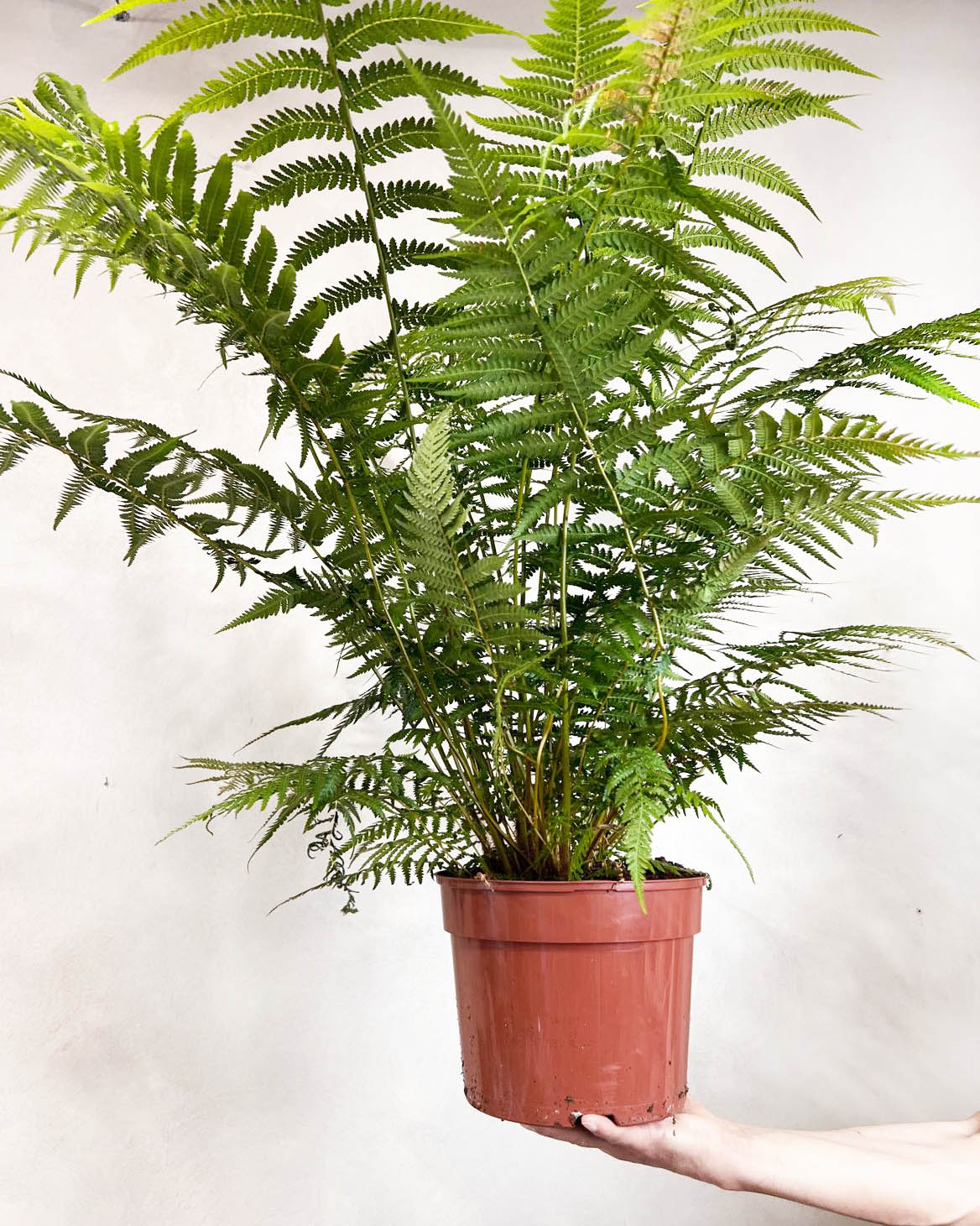 Dicksonia antarctica