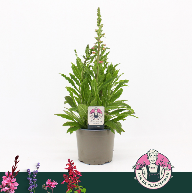 Digitalis purpurea 'Hanabee Rose'