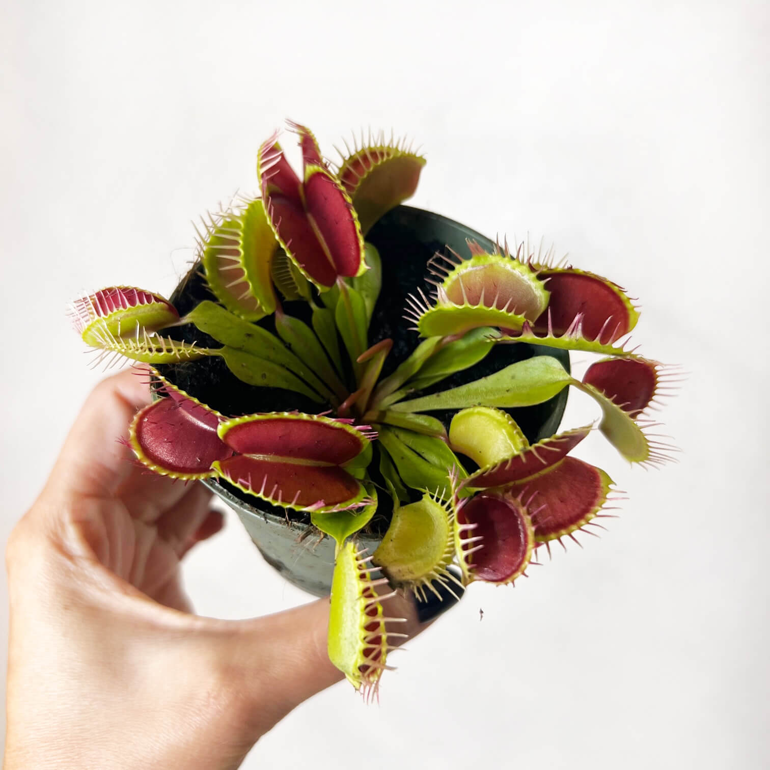 Dionaea muscipula