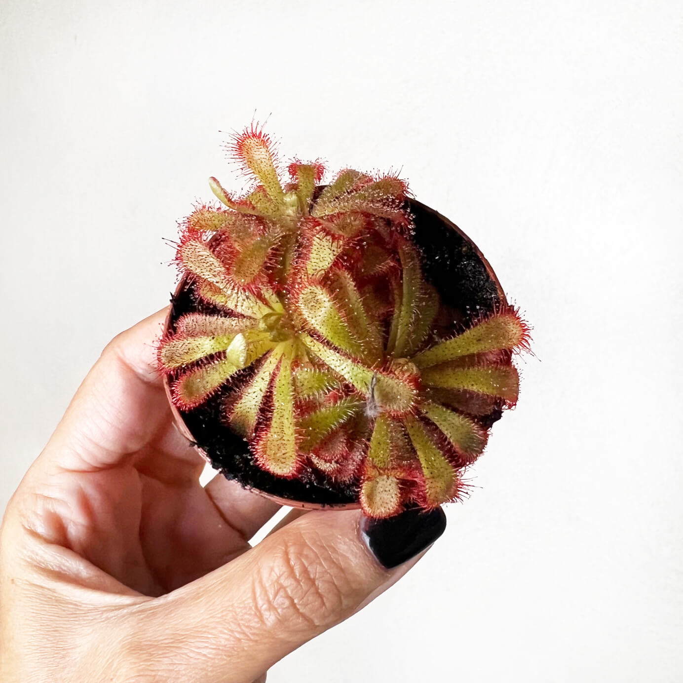 Drosera Aliciae