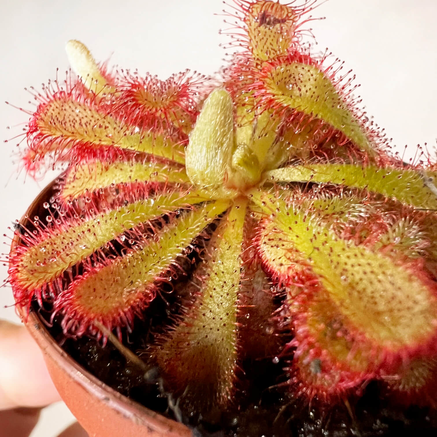 Drosera Aliciae