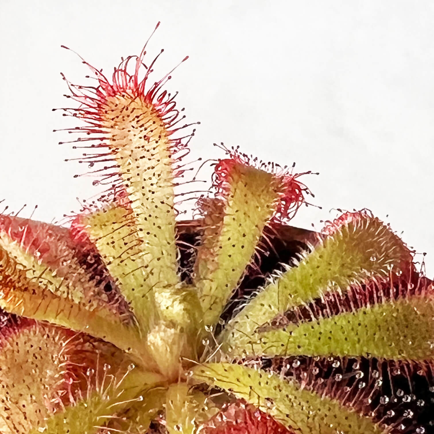 Drosera Aliciae