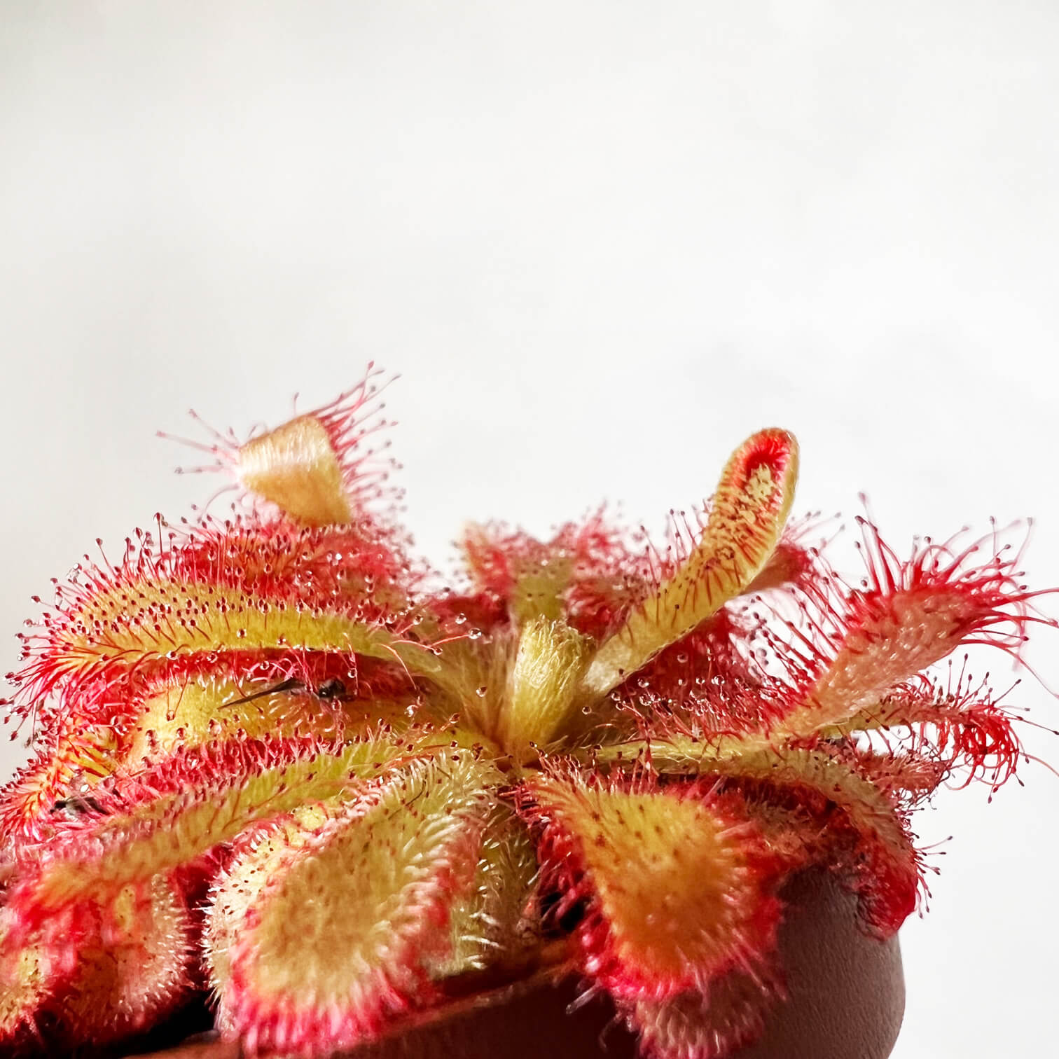 Drosera Aliciae