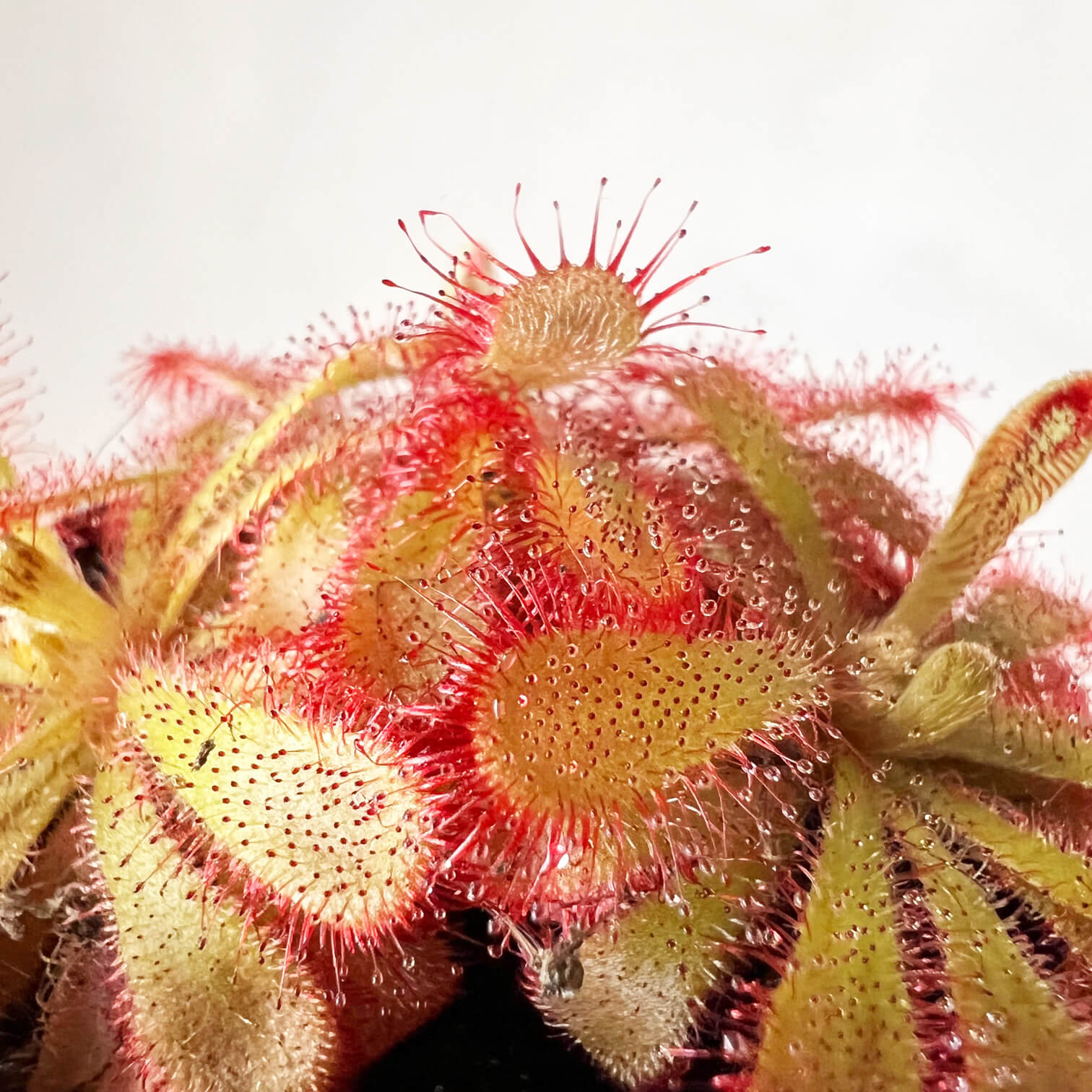 Drosera Aliciae