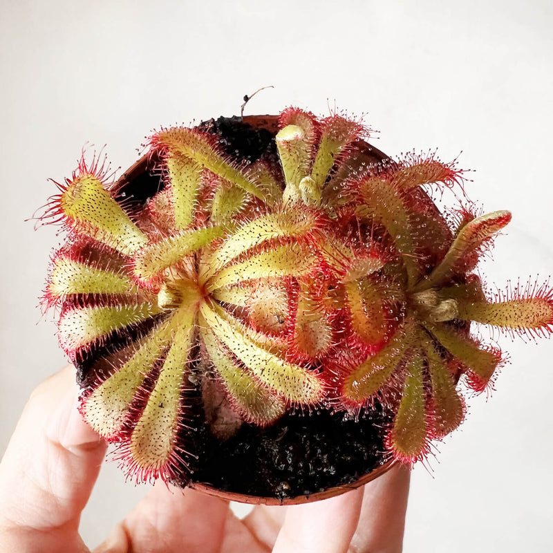 Drosera Aliciae Drosera Aliciae