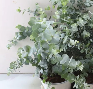 Eucalyptus Cinerea