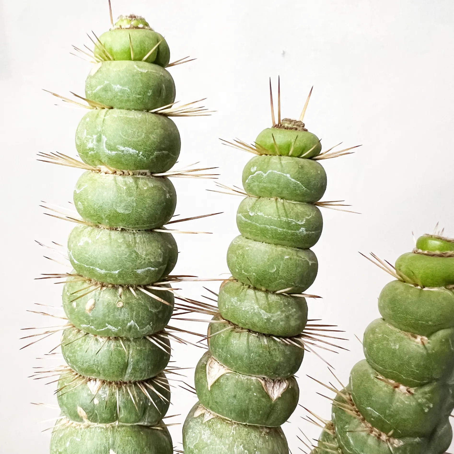 EULYCHNIA CASTANEA SPIRALIS