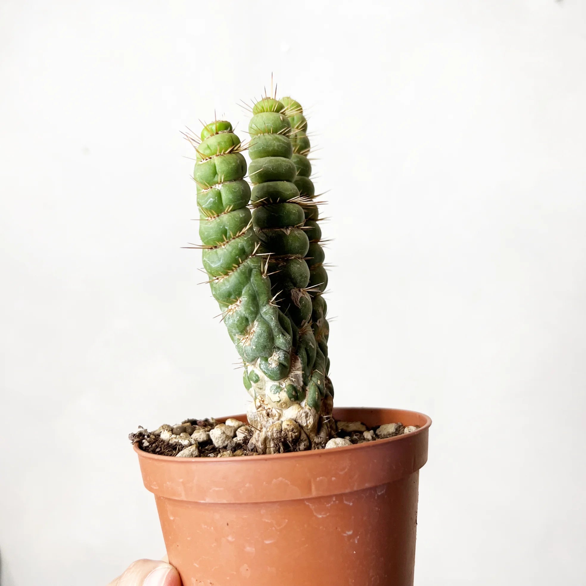 EULYCHNIA CASTANEA SPIRALIS