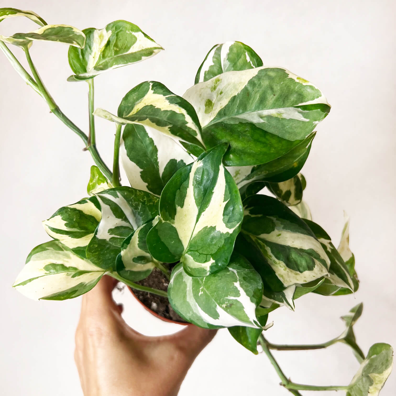 Epipremnum Aureum Glacier