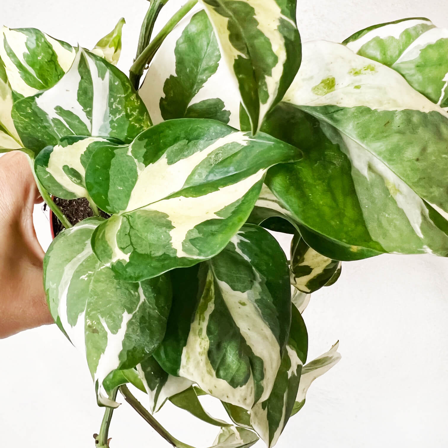 Epipremnum Aureum Glacier