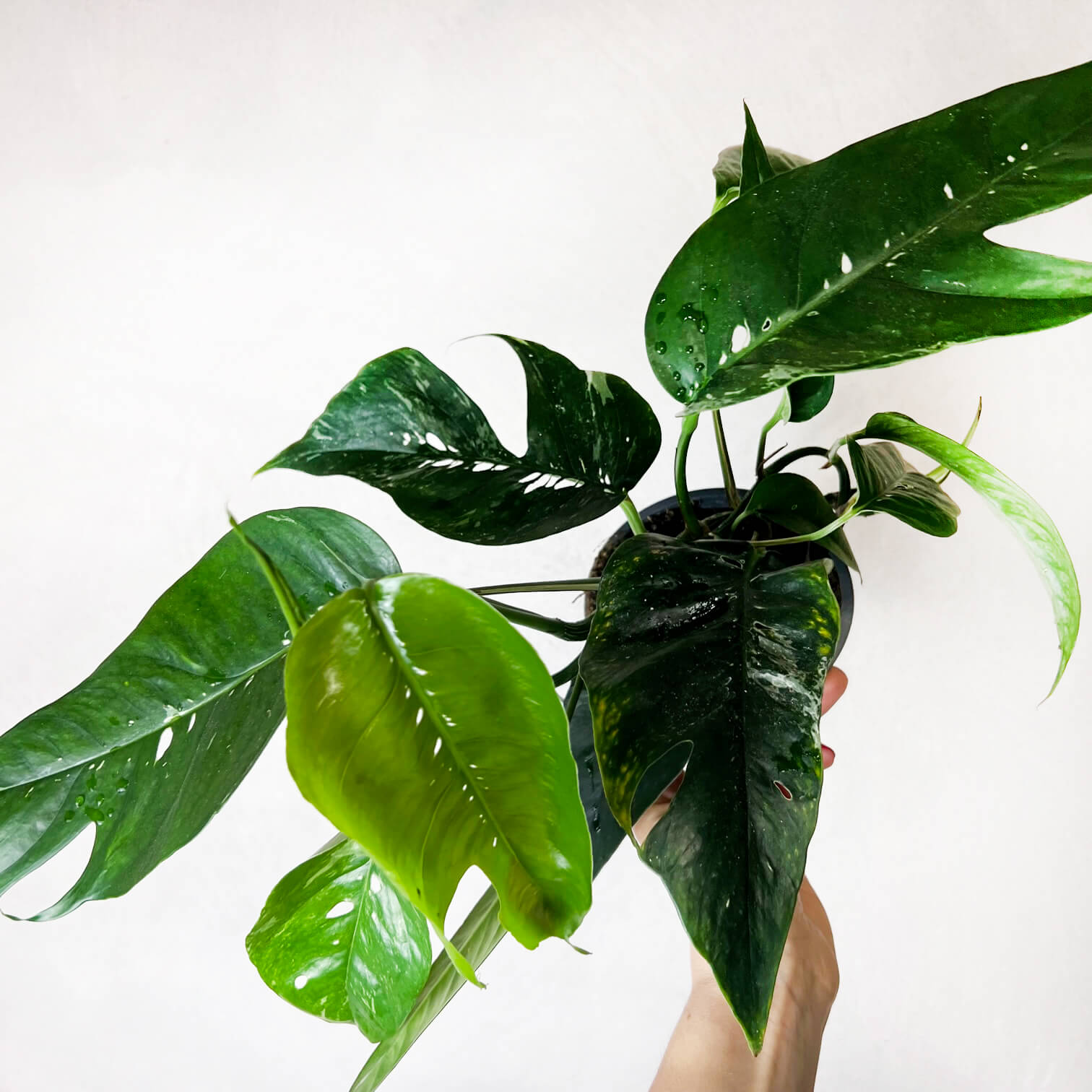 Epipremnum Pinnatum/ Semivariegato