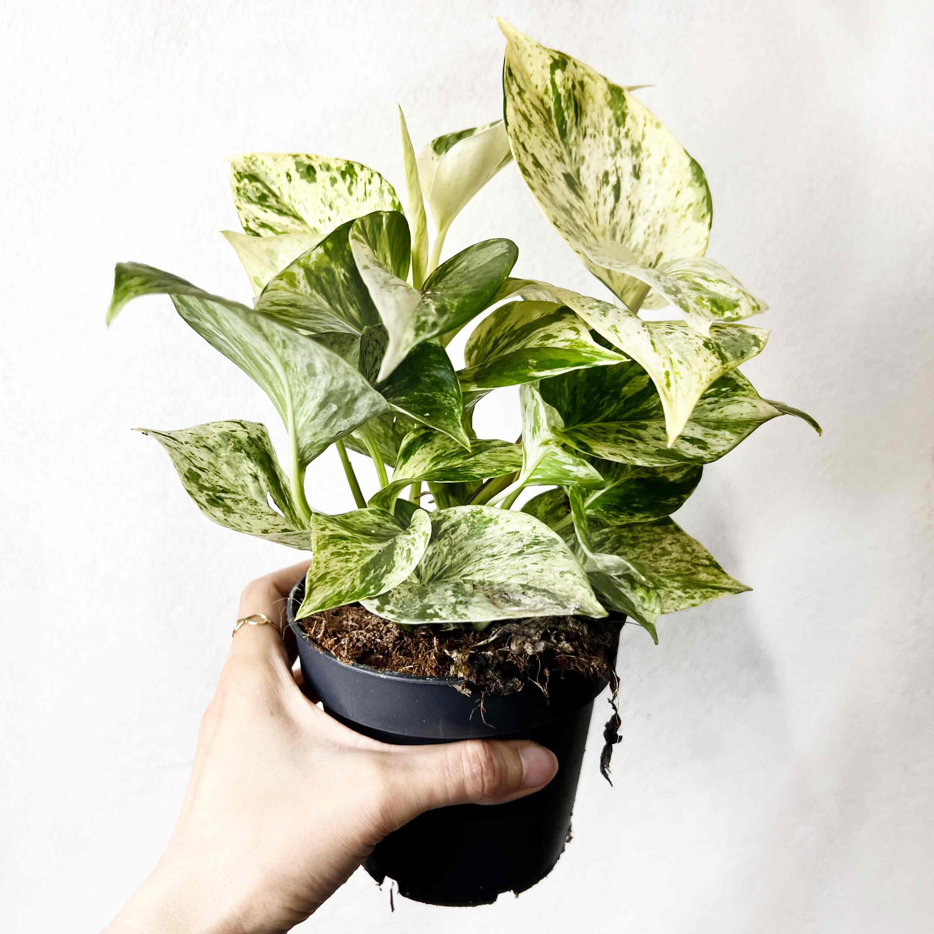 Epipremnum Snow Leopard