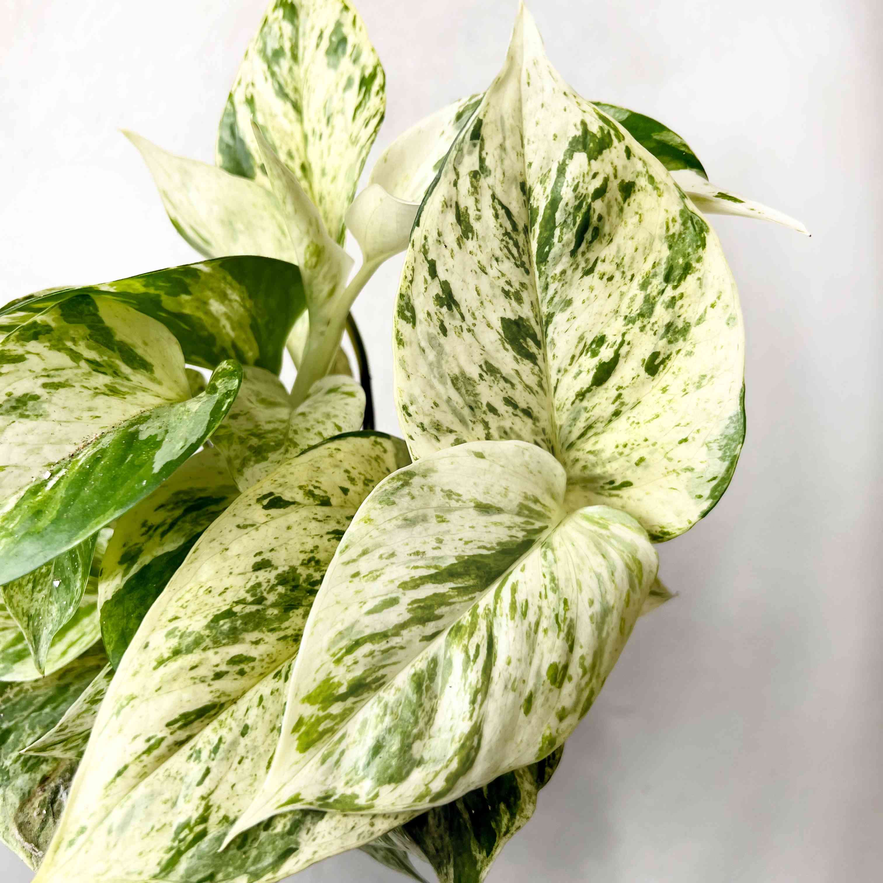 Epipremnum Snow Leopard