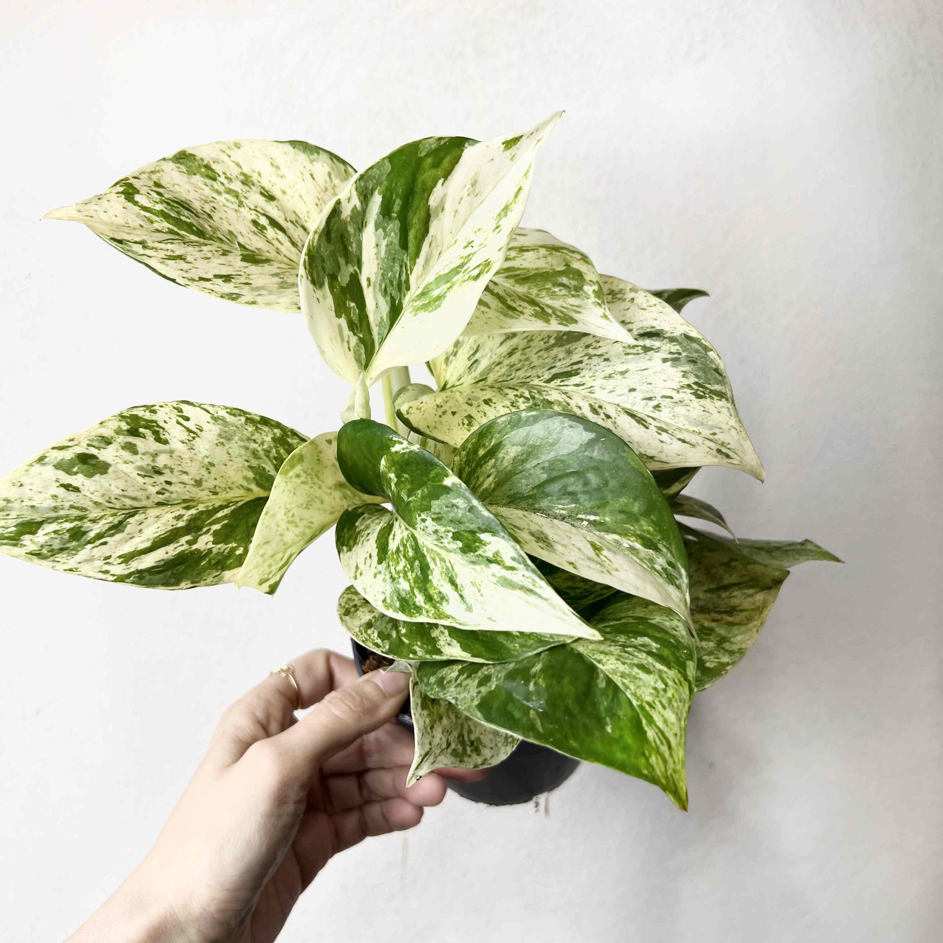 Epipremnum Snow Leopard