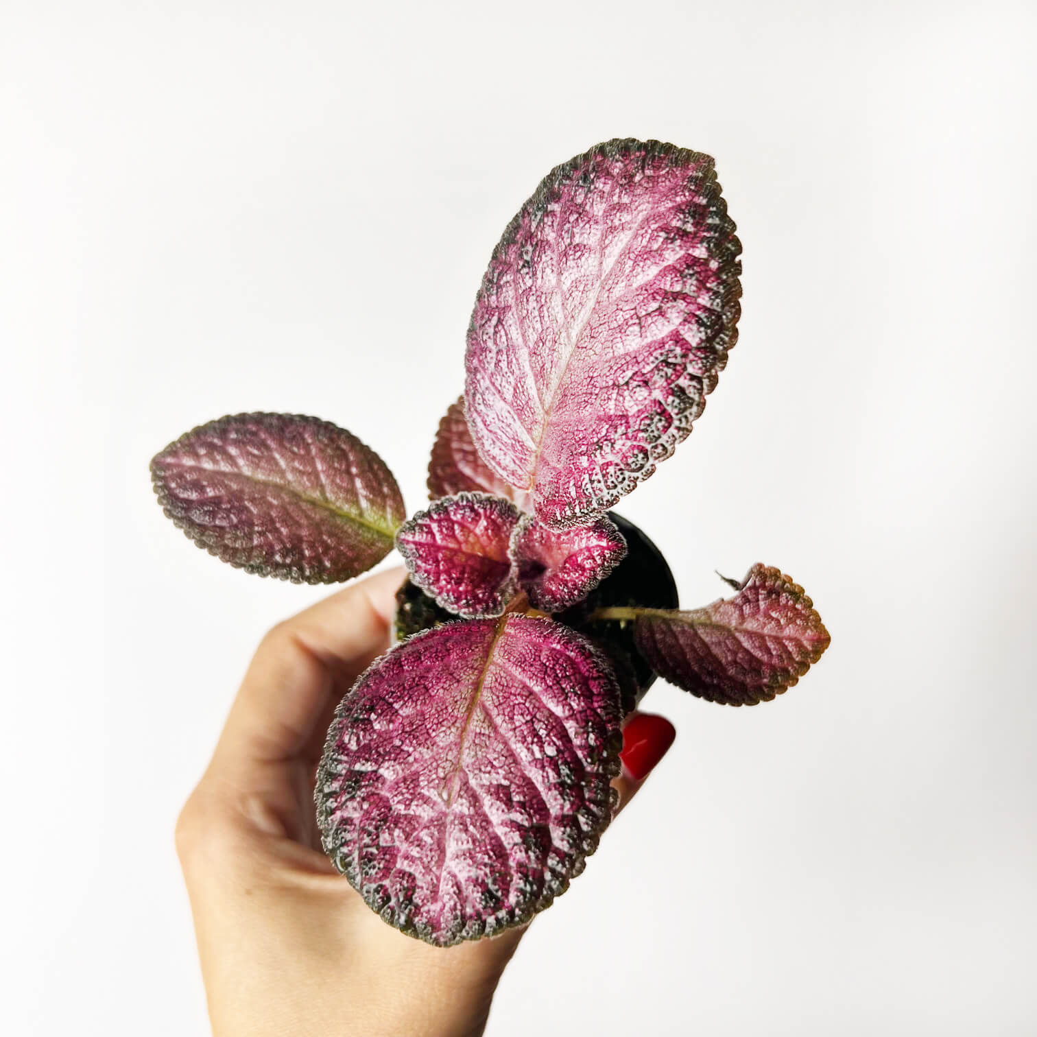 Episcia Strawberry Patch