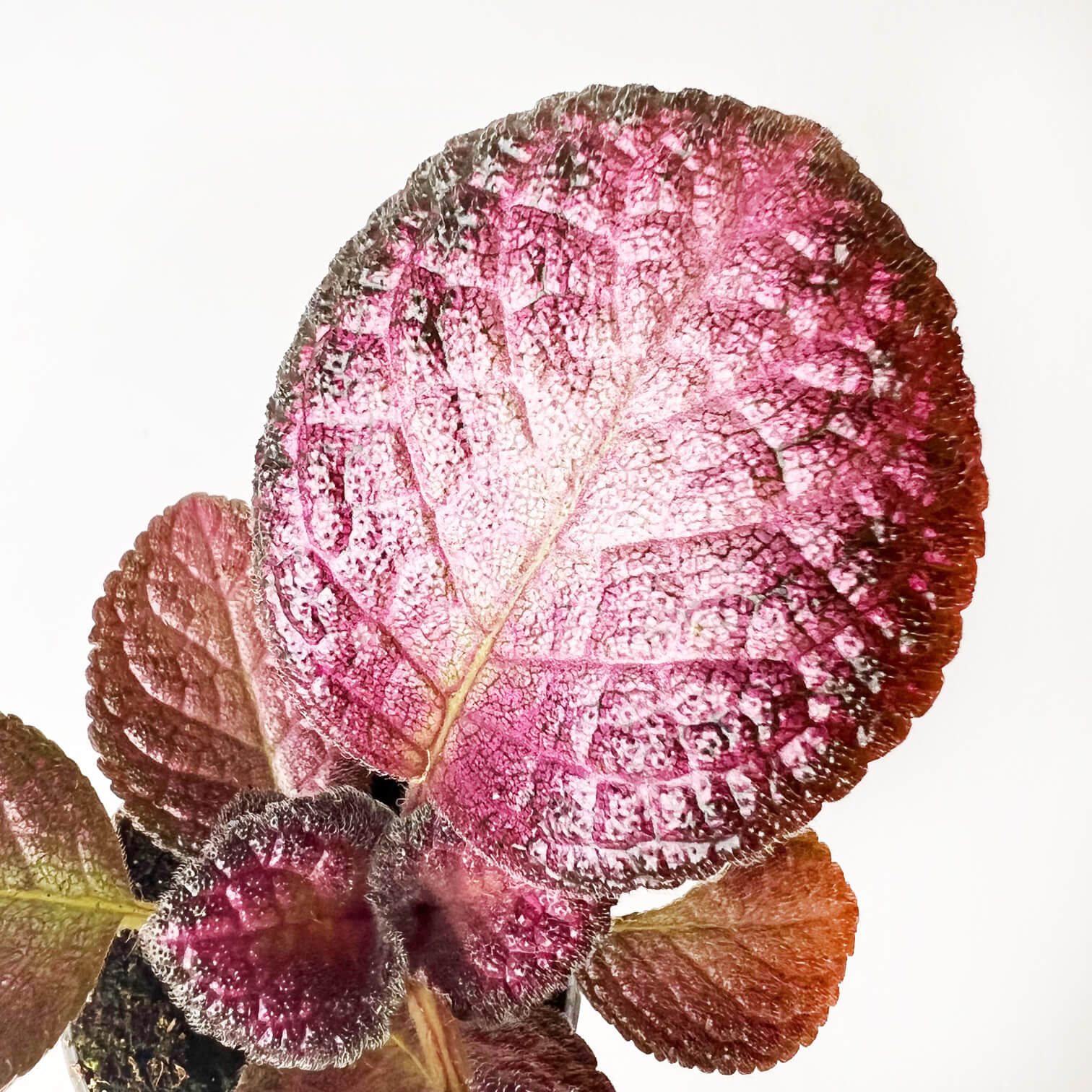 Episcia Strawberry Patch