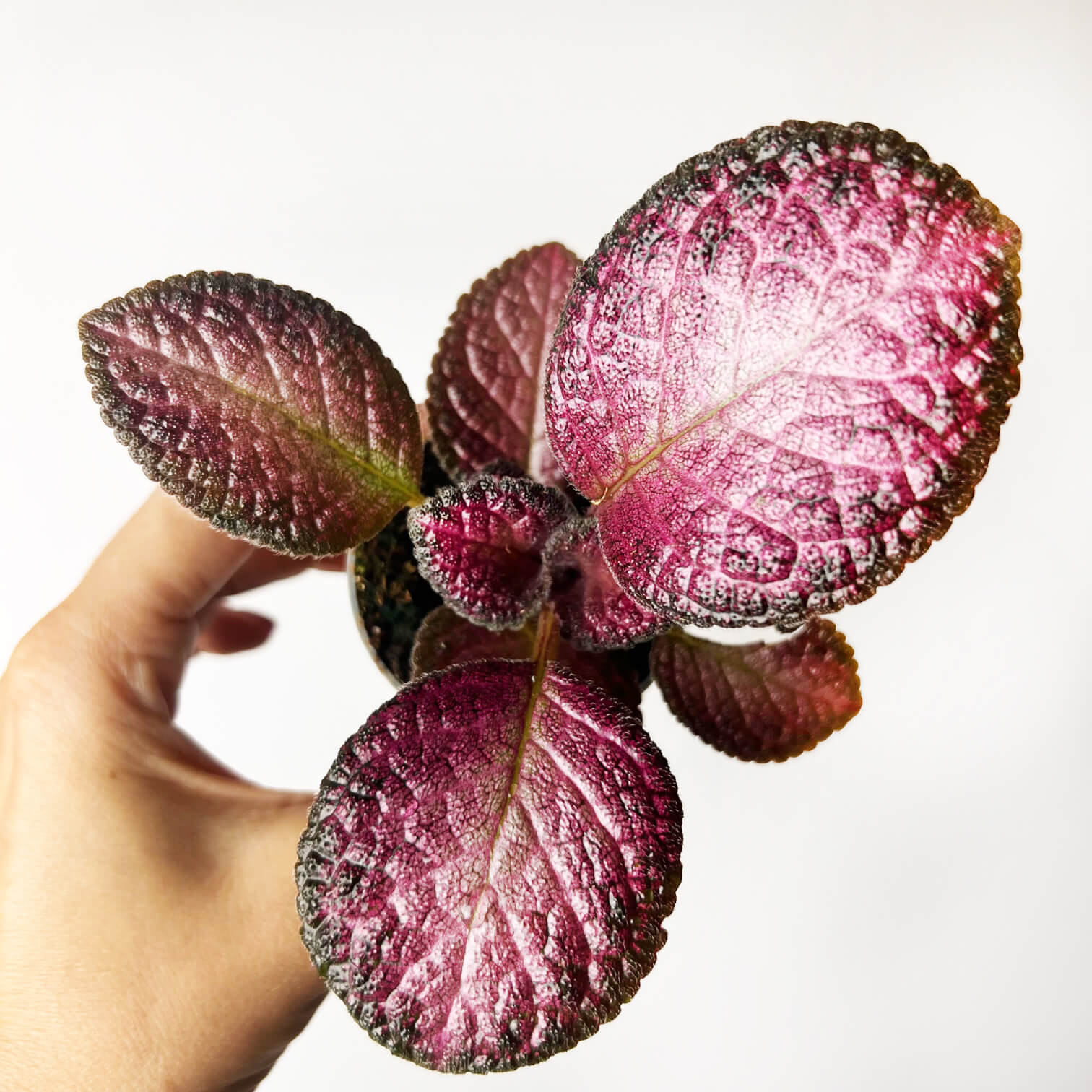 Episcia Strawberry Patch