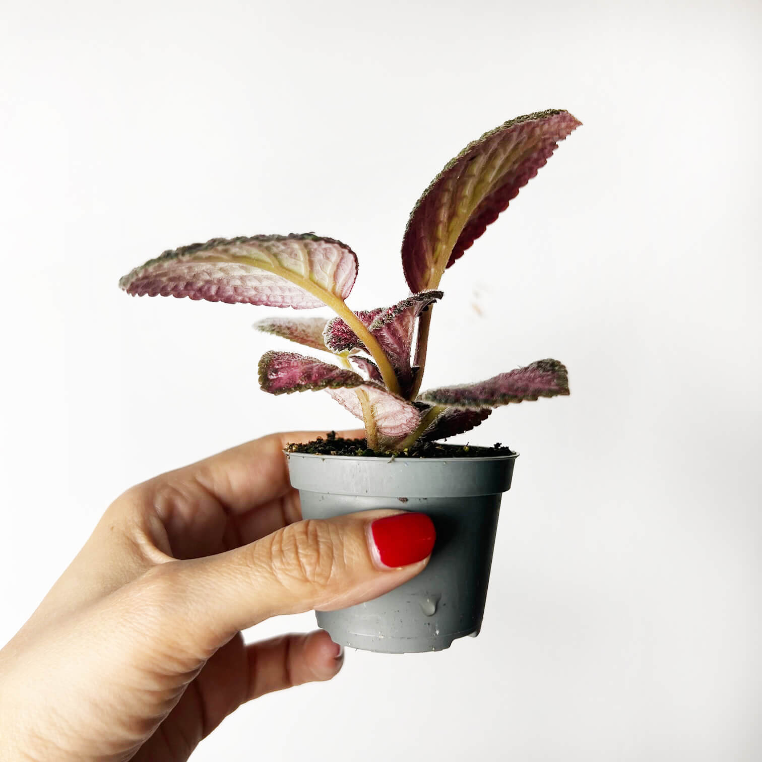 Episcia Strawberry Patch