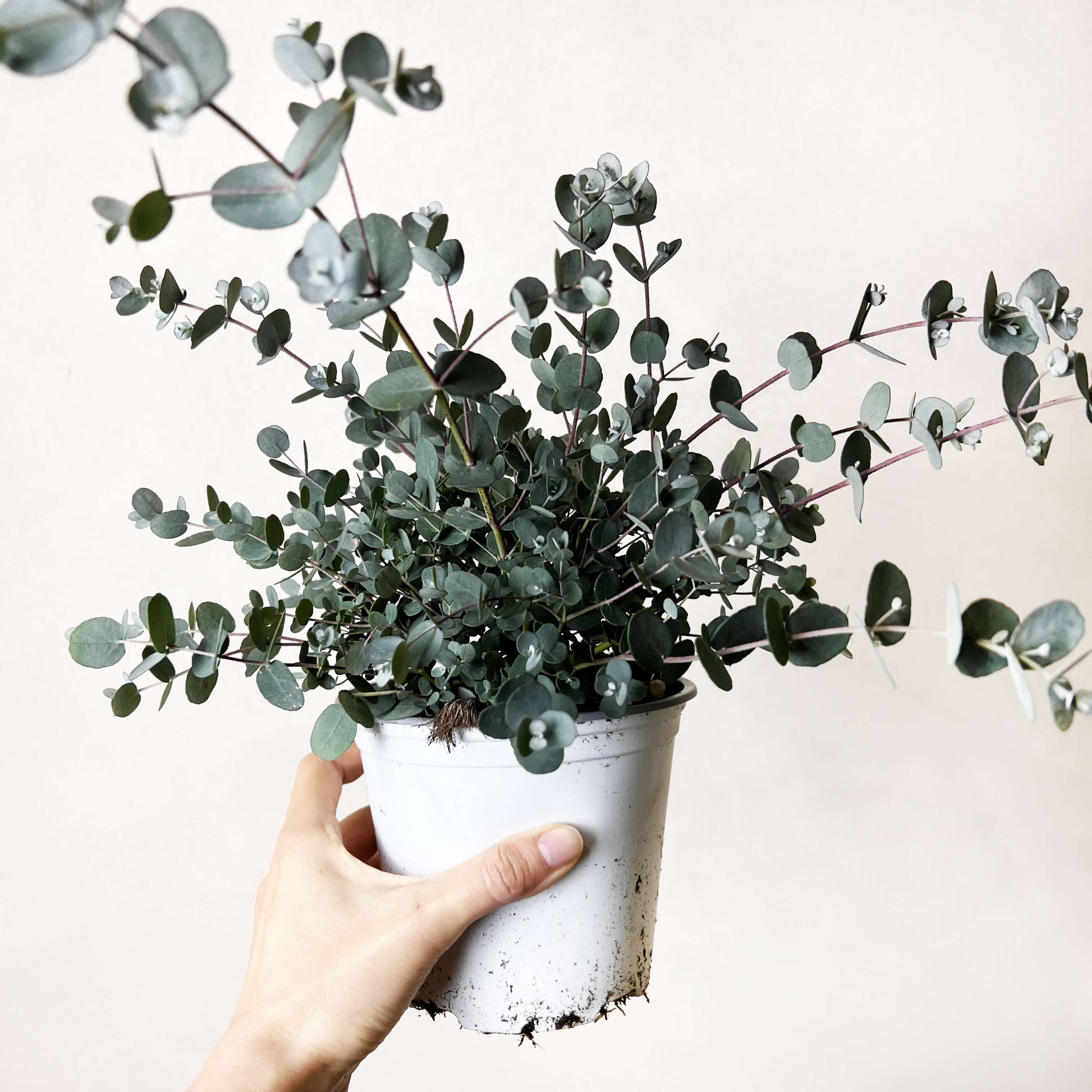 Eucalyptus Gunnii
