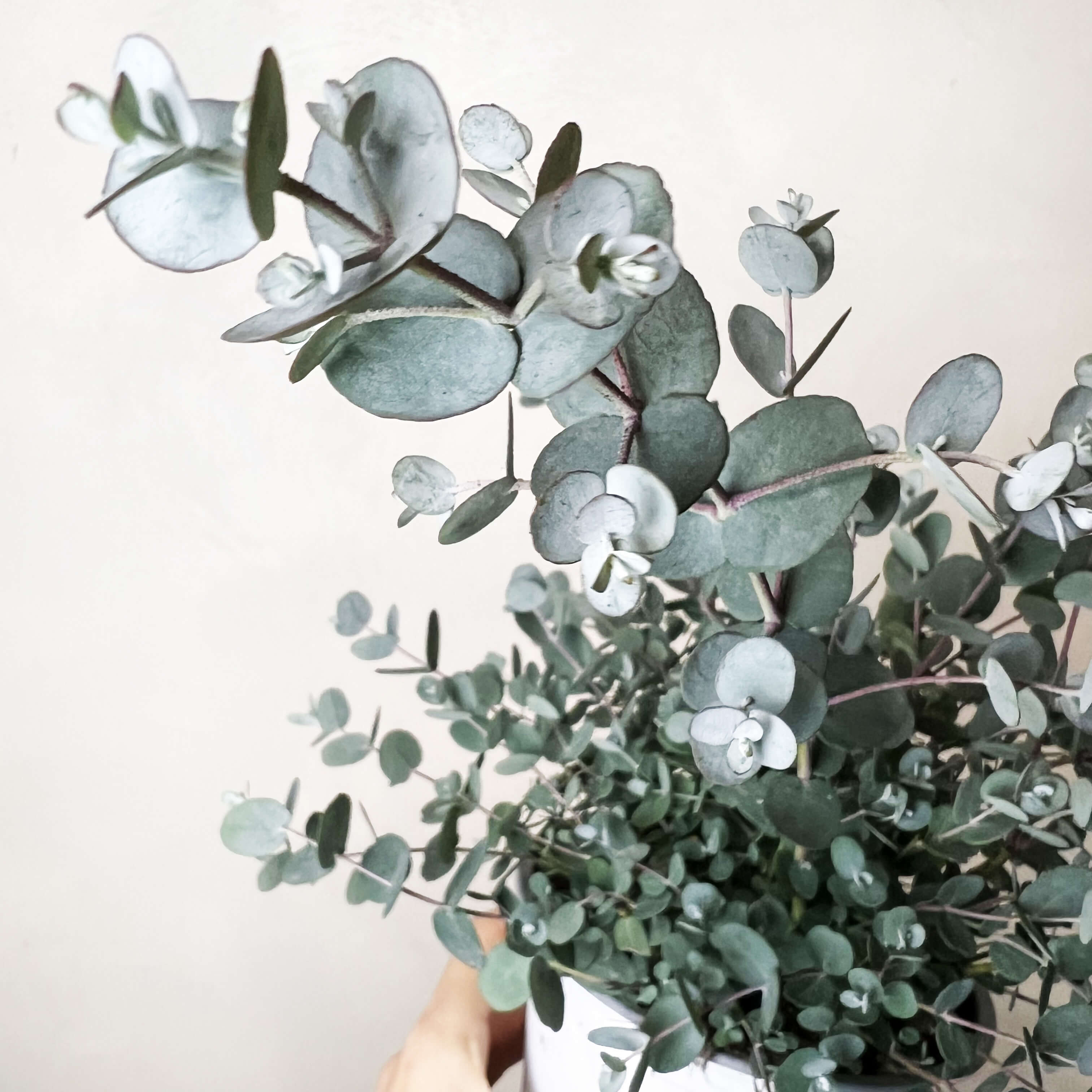 Eucalyptus Gunnii