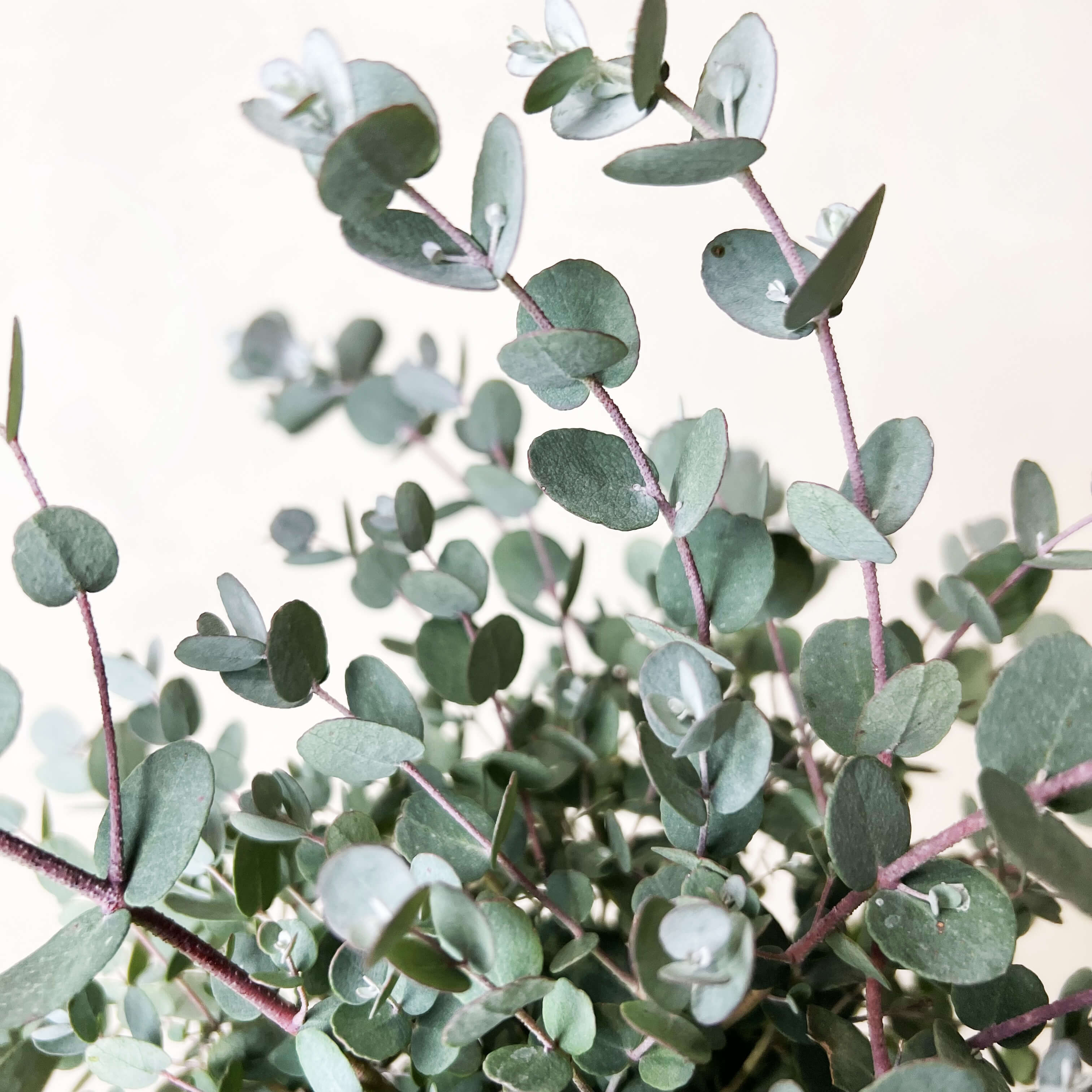 Eucalyptus Gunnii