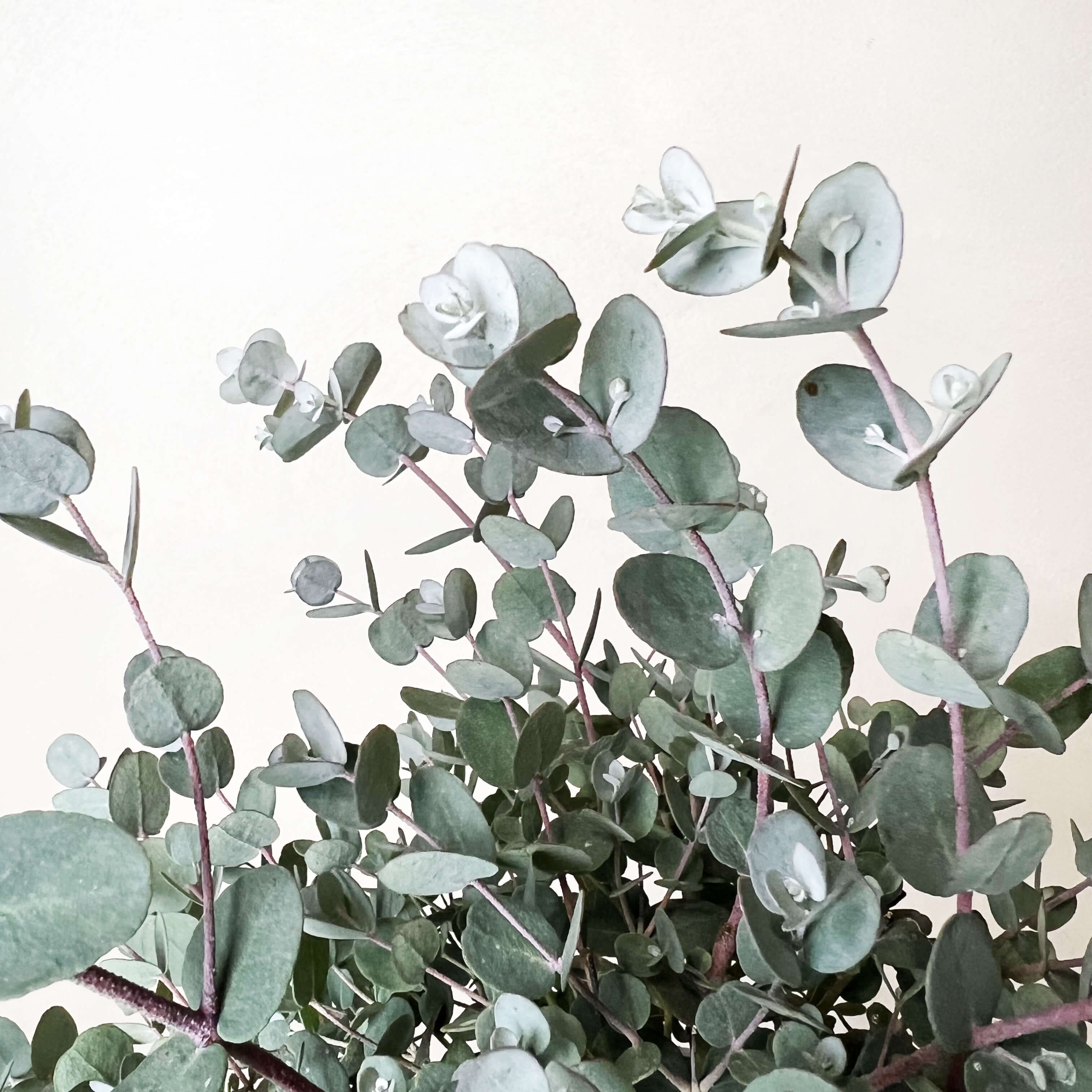 Eucalyptus Cinerea