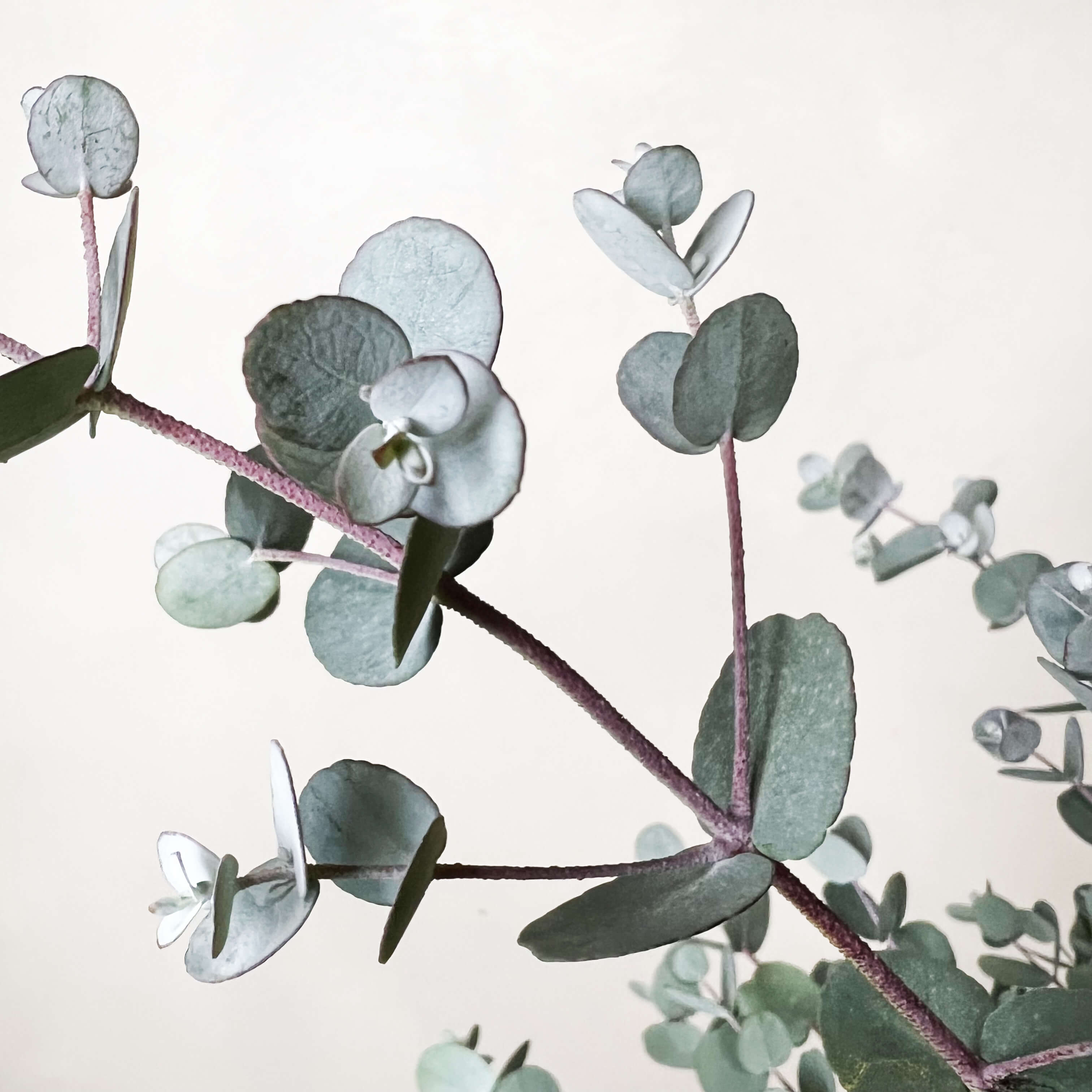 Eucalyptus Gunnii