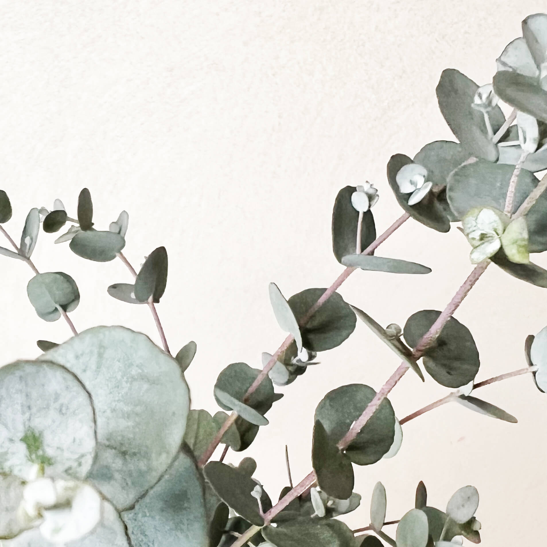 Eucalyptus Cinerea