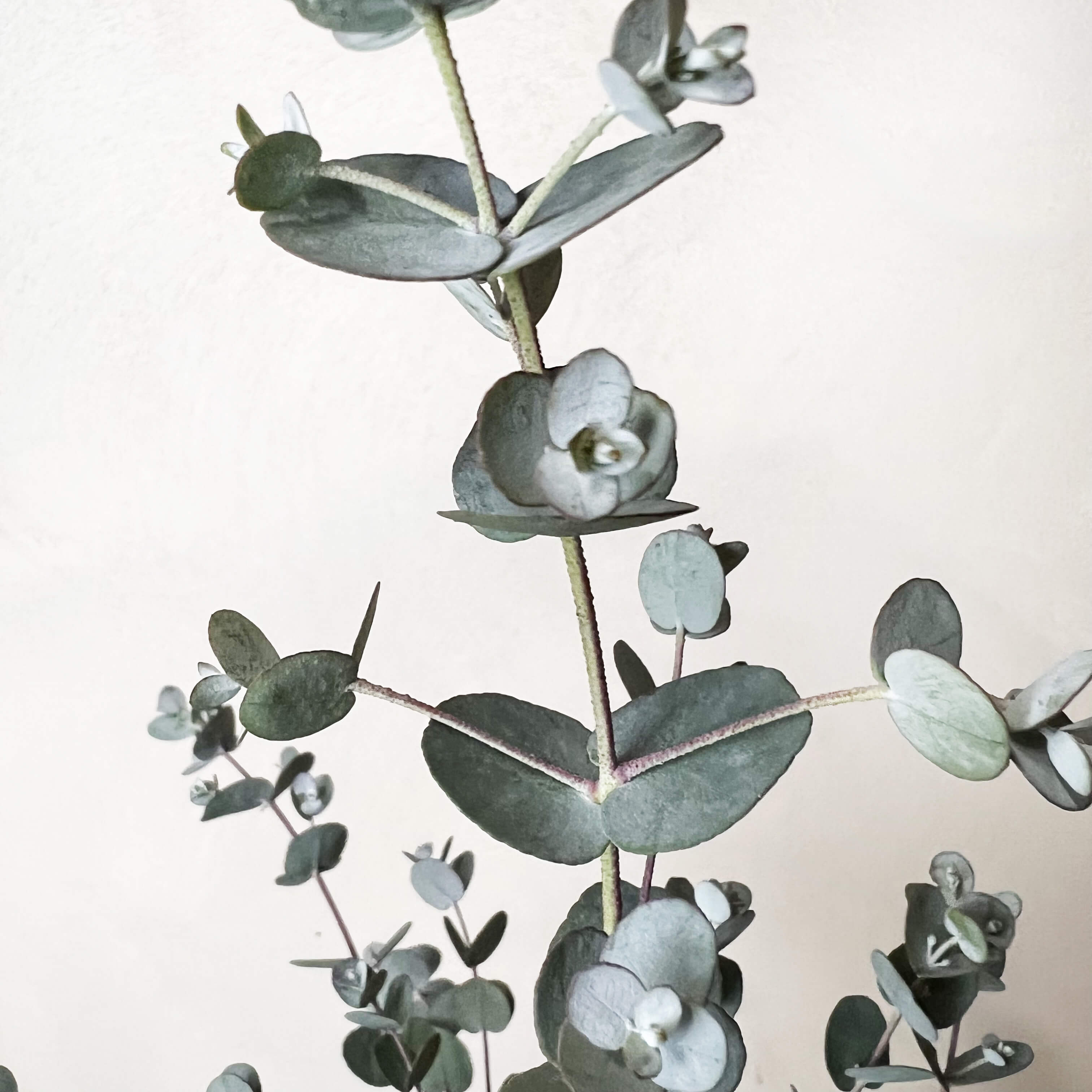 Eucalyptus Gunnii