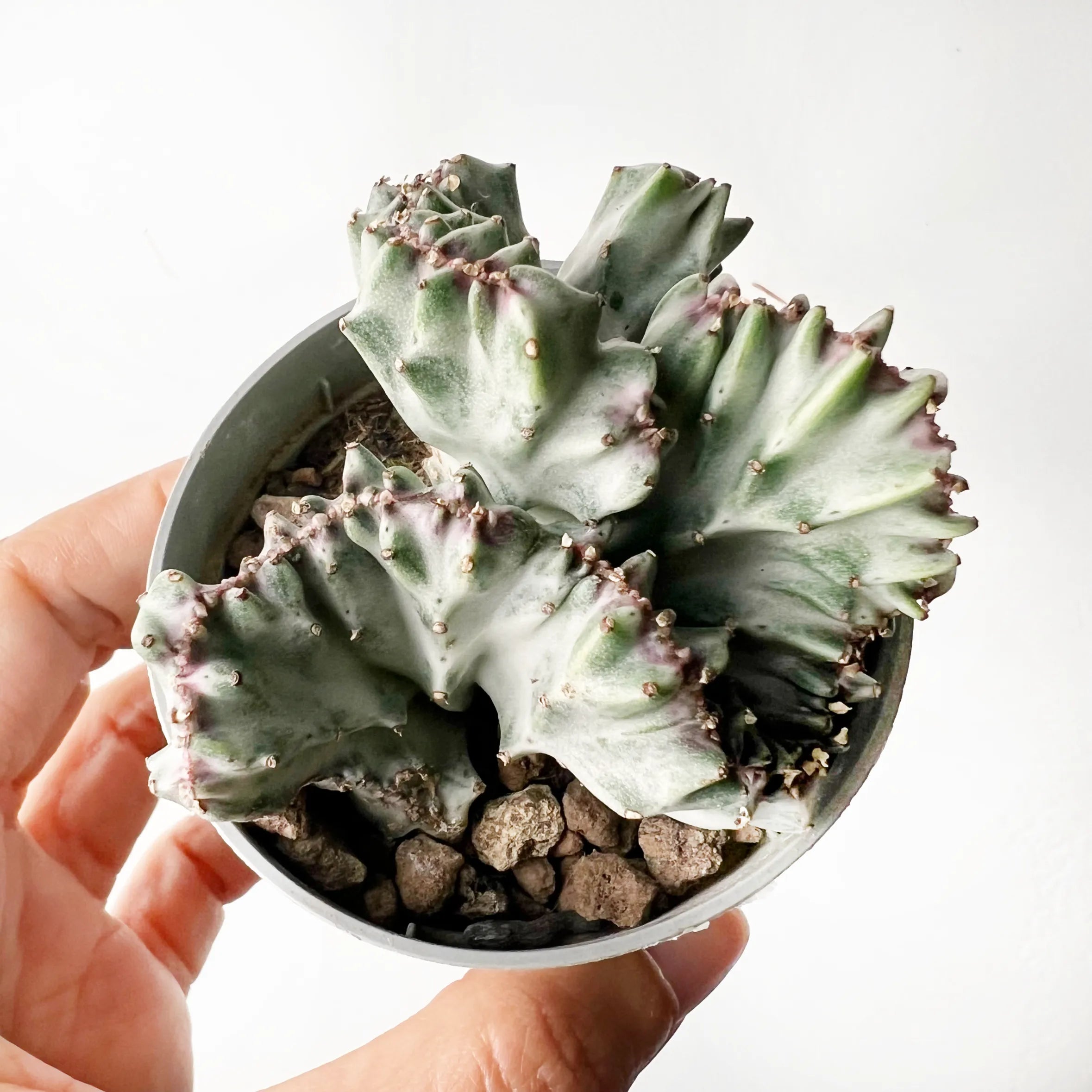 Euphorbia lactea 'Cristata'