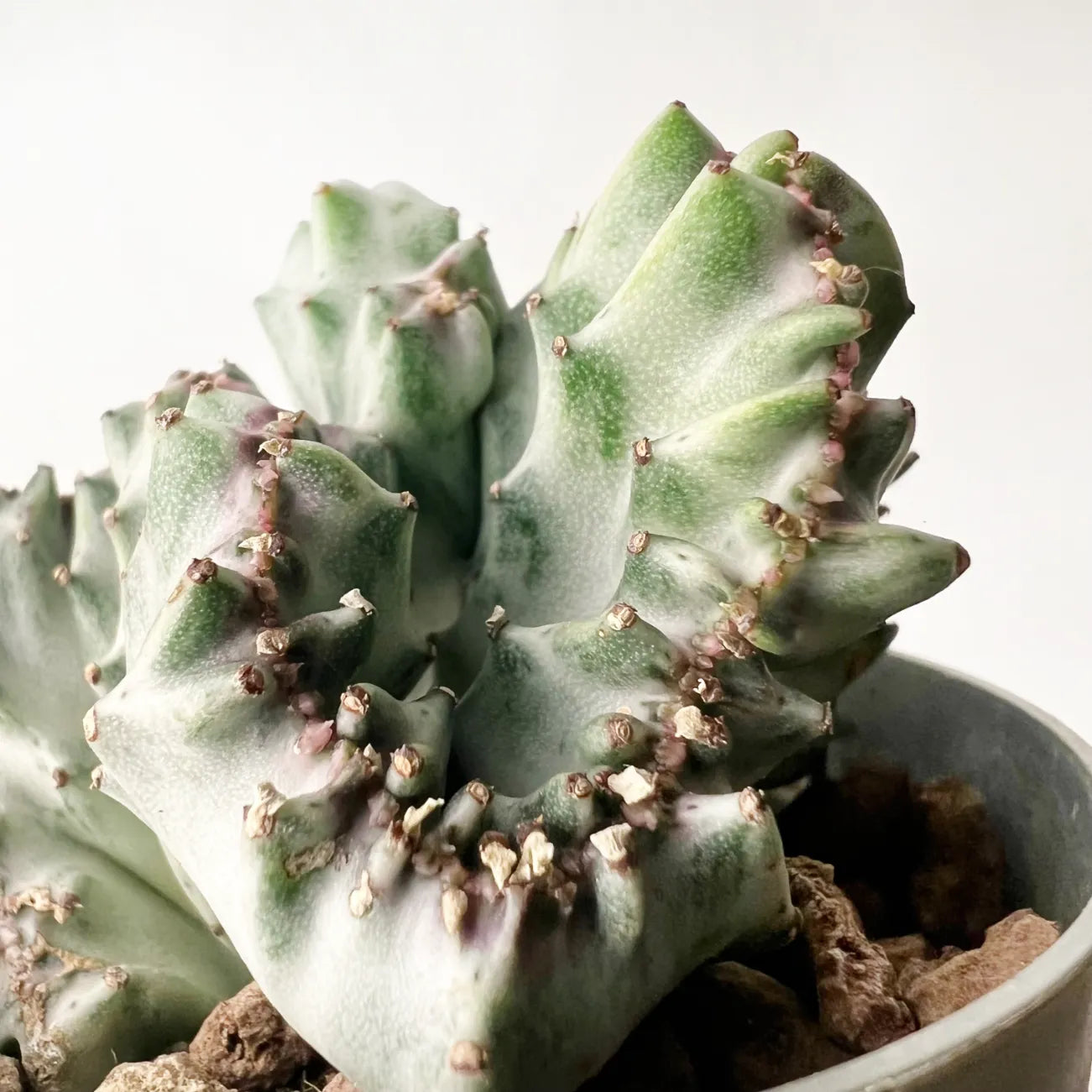 Euphorbia lactea 'Cristata'