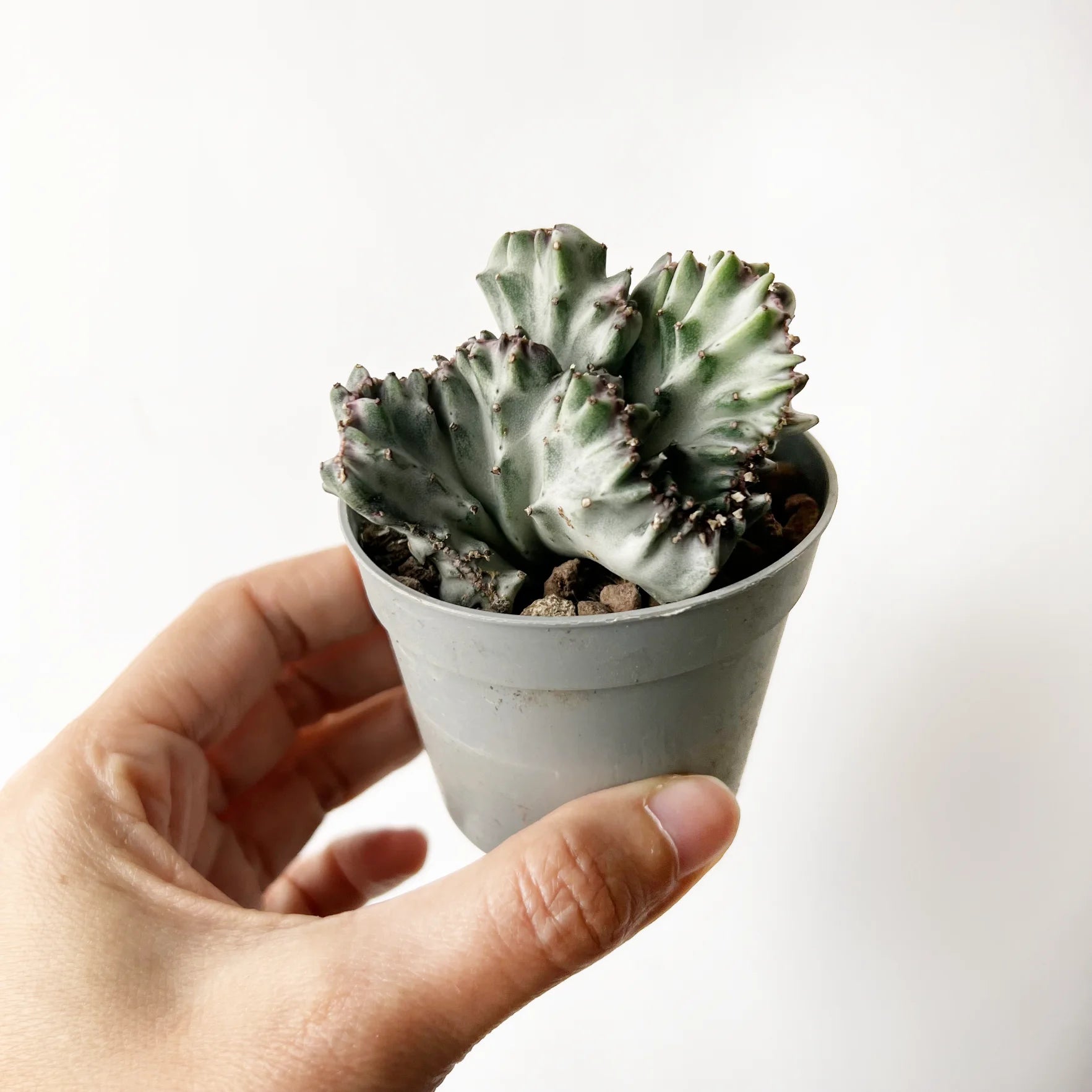 Euphorbia lactea 'Cristata'