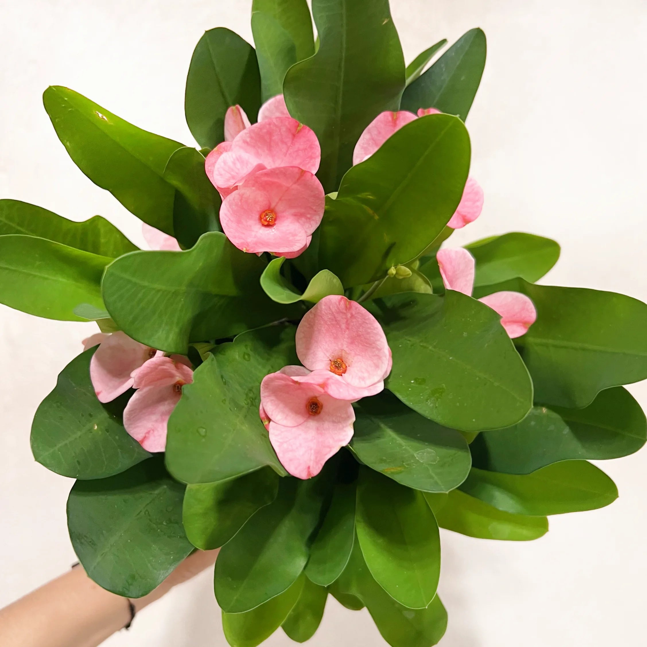 Euphorbia milii “Soft Pink”