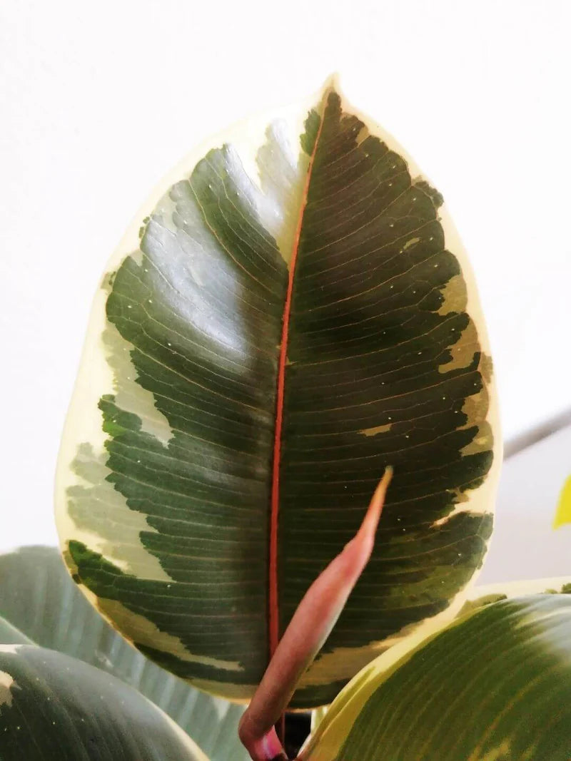 Baby Ficus El Tineke