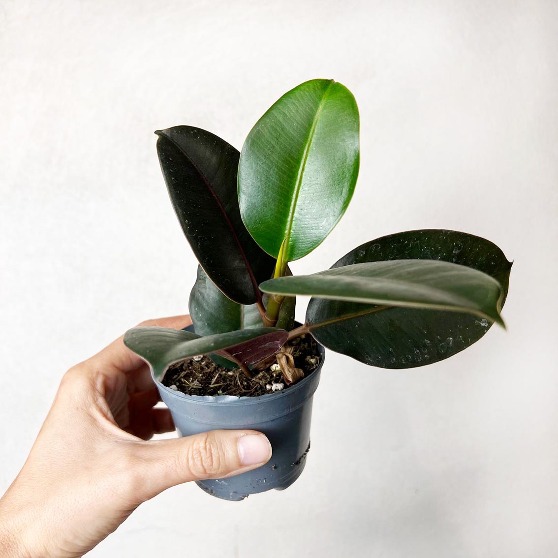 Baby Ficus Elastica